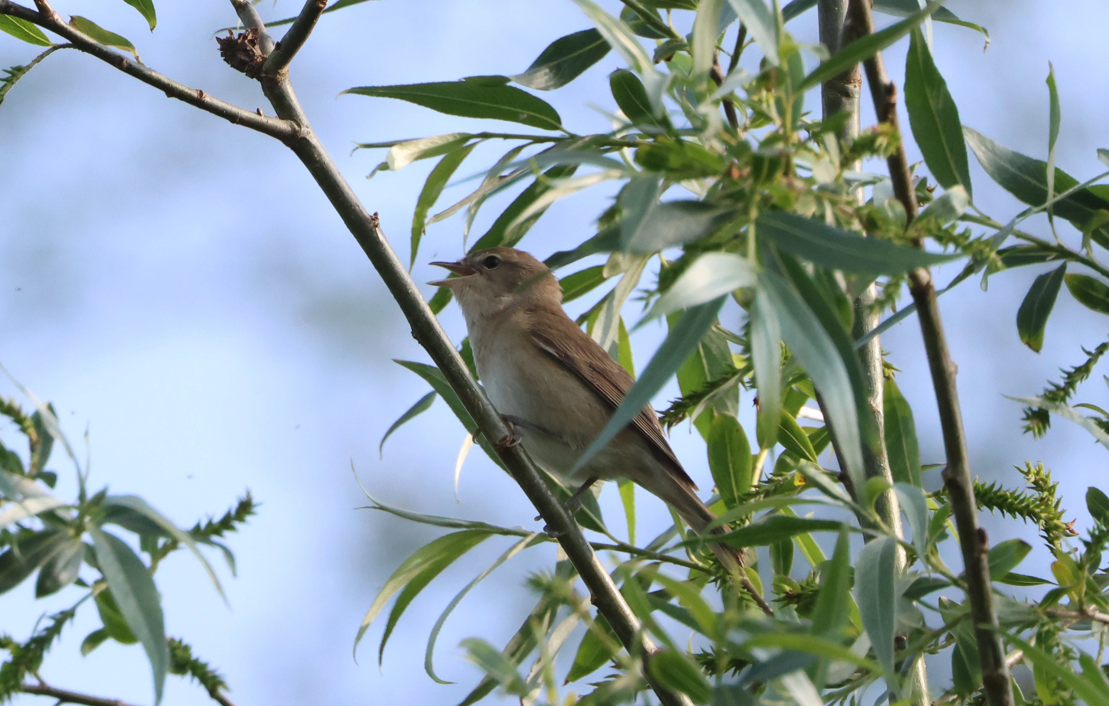 Sedge Warbler, Fishlake Meadows, Romsey, Hampshire, UK — photo by Adam Prugel-Bennett