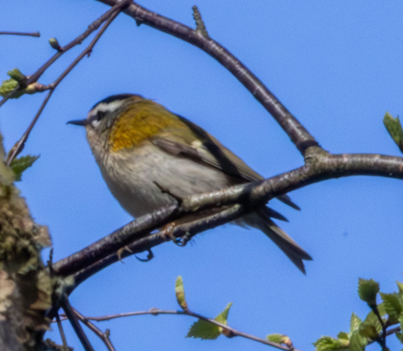 Firecrest, Boulderwood, Hampshire, UK — photo by Adam Prugel-Bennett