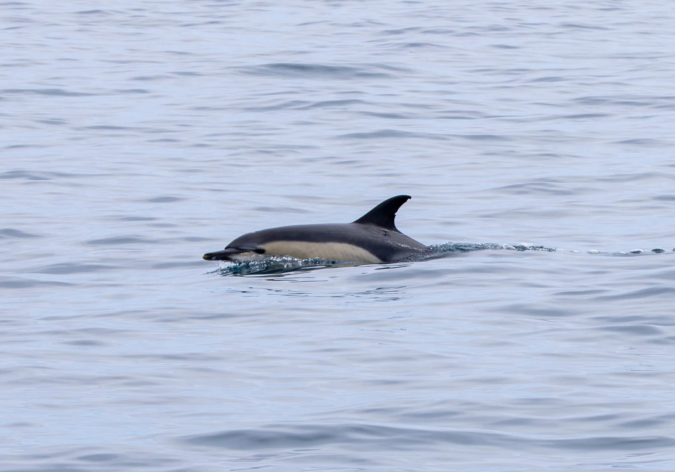 Common Dolphin, Falmouth, Cornwall, UK — photo by Adam Prugel-Bennett