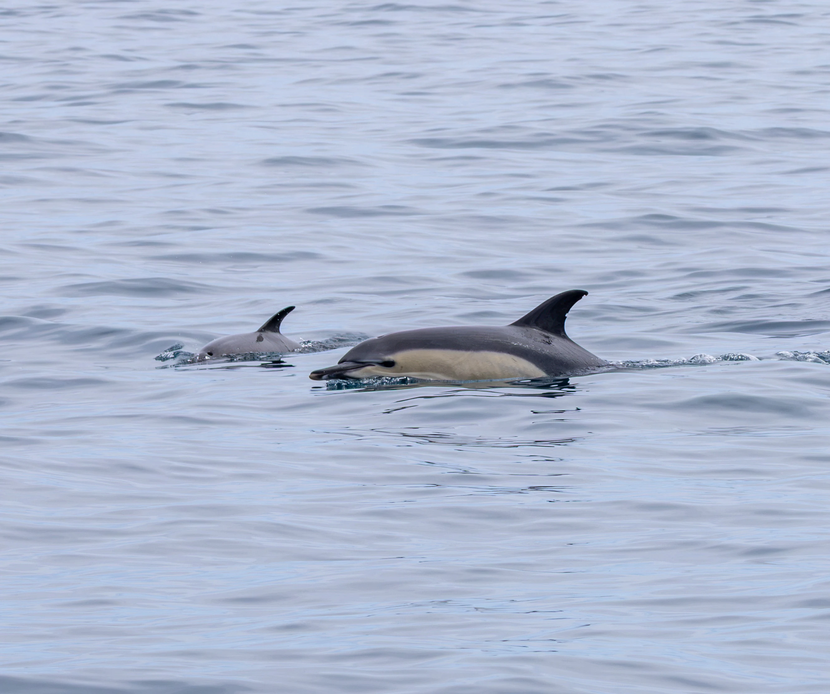 Common Dolphin with calf, Falmouth, Cornwall, UK — photo by Adam Prugel-Bennett