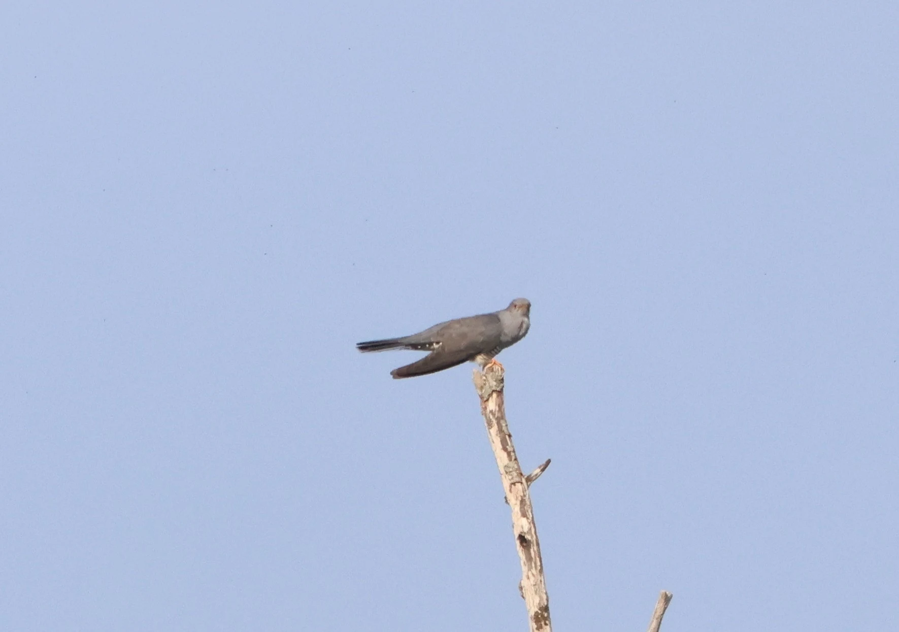 Common cuckoo, Fishlake Meadows, Romsey, Hampshire, UK — photo by Adam Prugel-Bennett