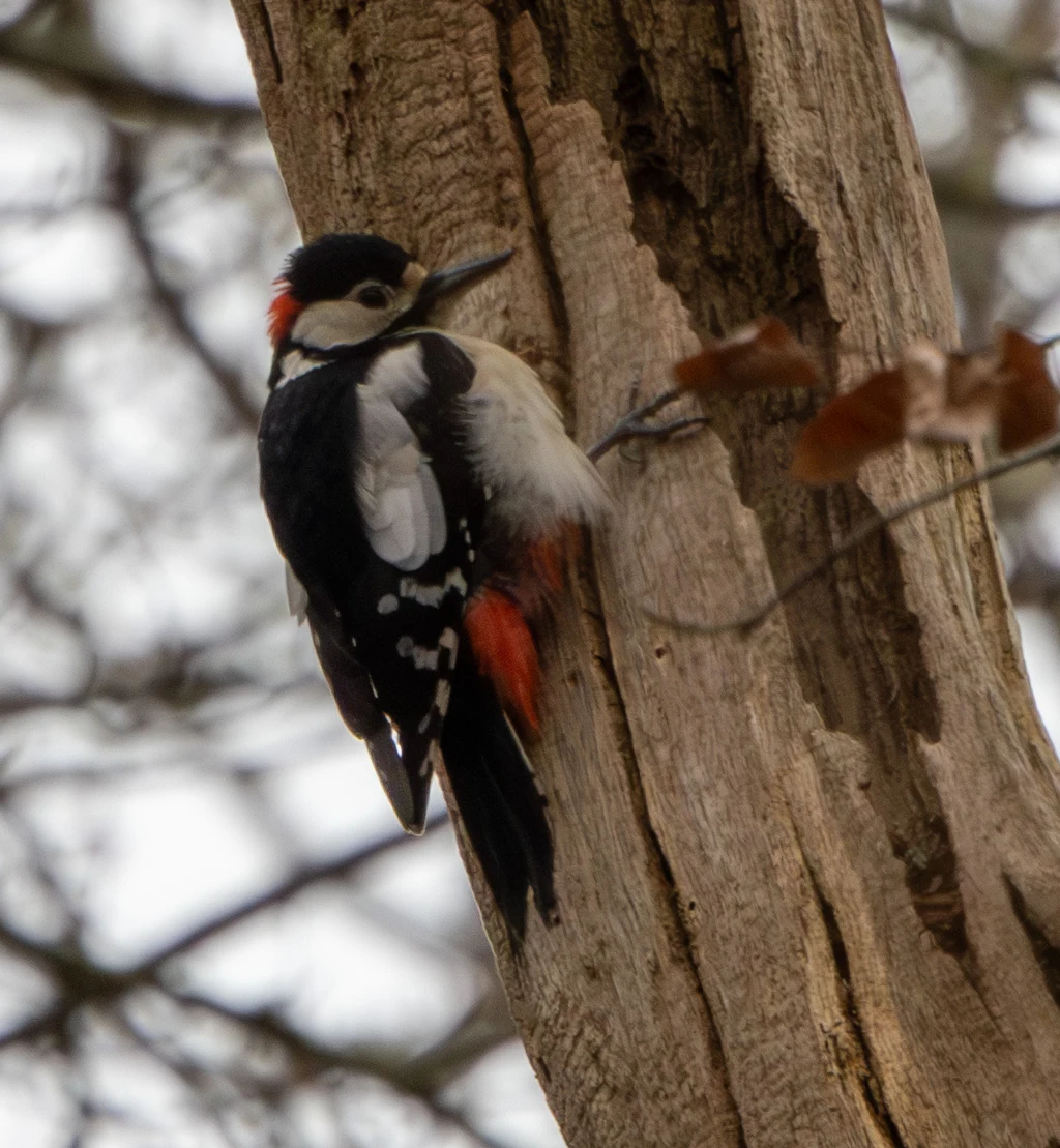 Great Spotted Woodpecker, Pig Bush, Hampshire, UK — photo by Adam Prugel-Bennett