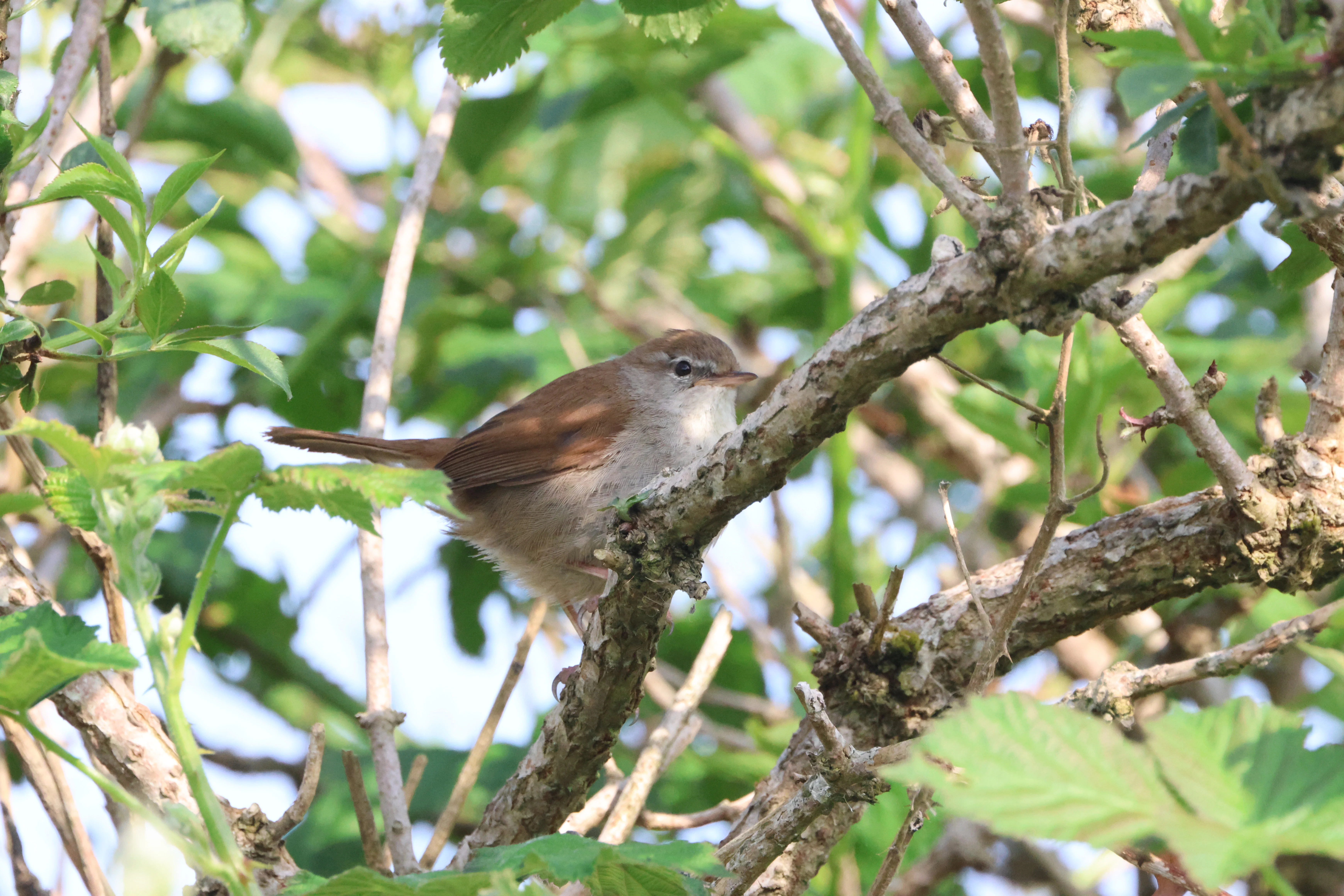 Cetti's warbler, Fishlake Meadows, Romsey, Hampshire, UK — photo by Adam Prugel-Bennett