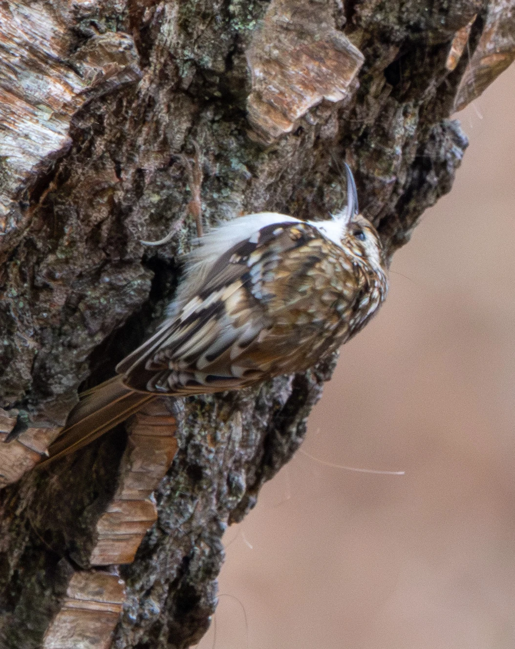 Eurasian Treecreeper, Pig Bush, Hampshire, UK — photo by Adam Prugel-Bennett