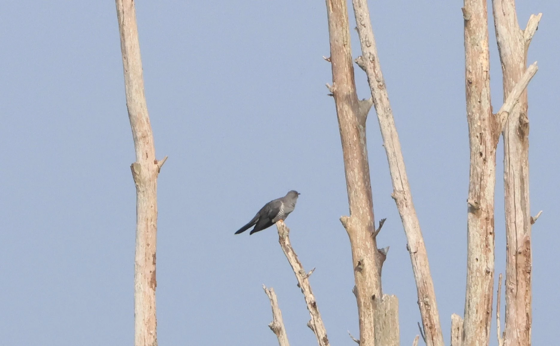 Common cuckoo, Fishlake Meadows, Romsey, Hampshire, UK — photo by Adam Prugel-Bennett