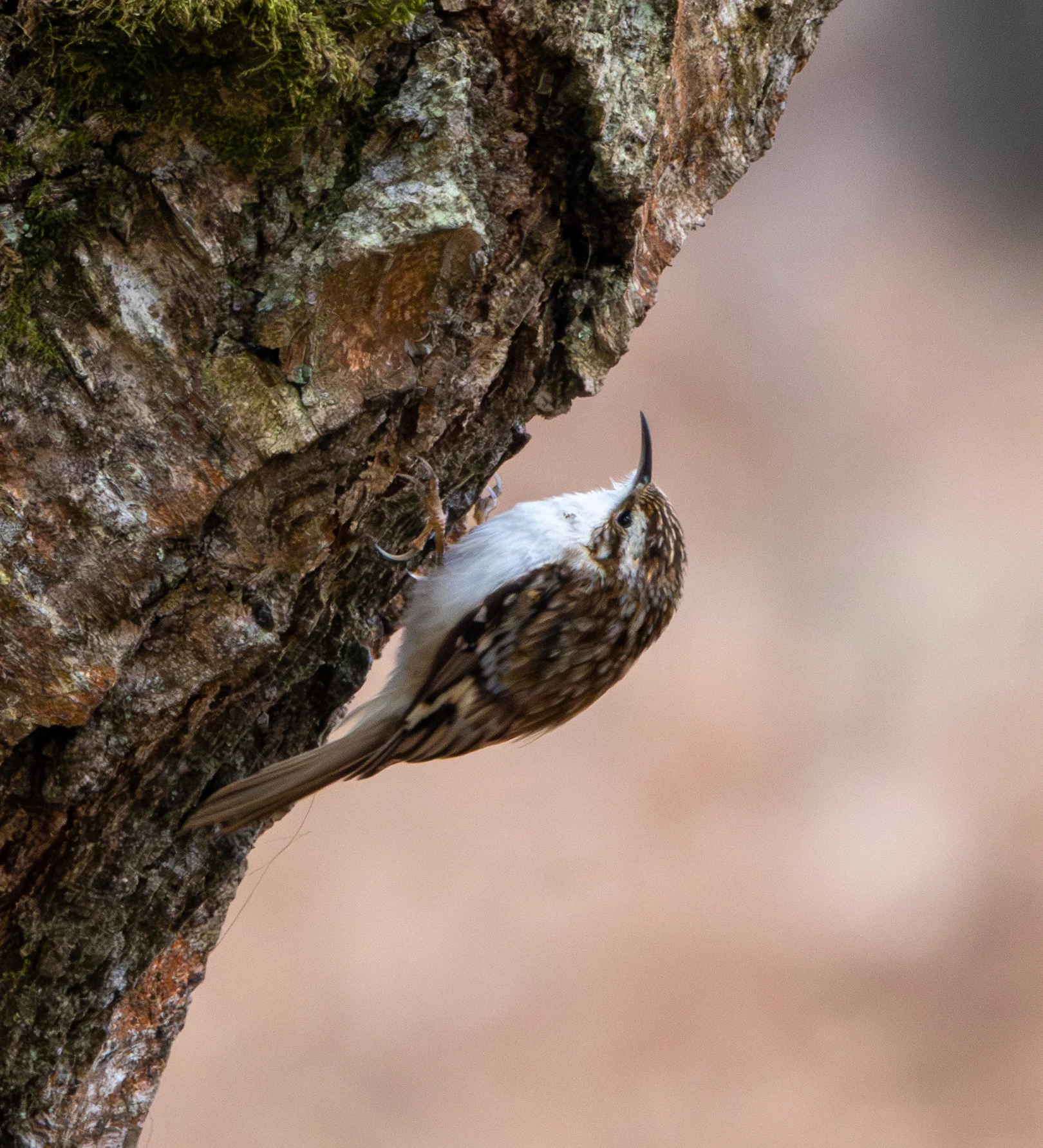 Eurasian Treecreeper, Pig Bush, Hampshire, UK — photo by Adam Prugel-Bennett