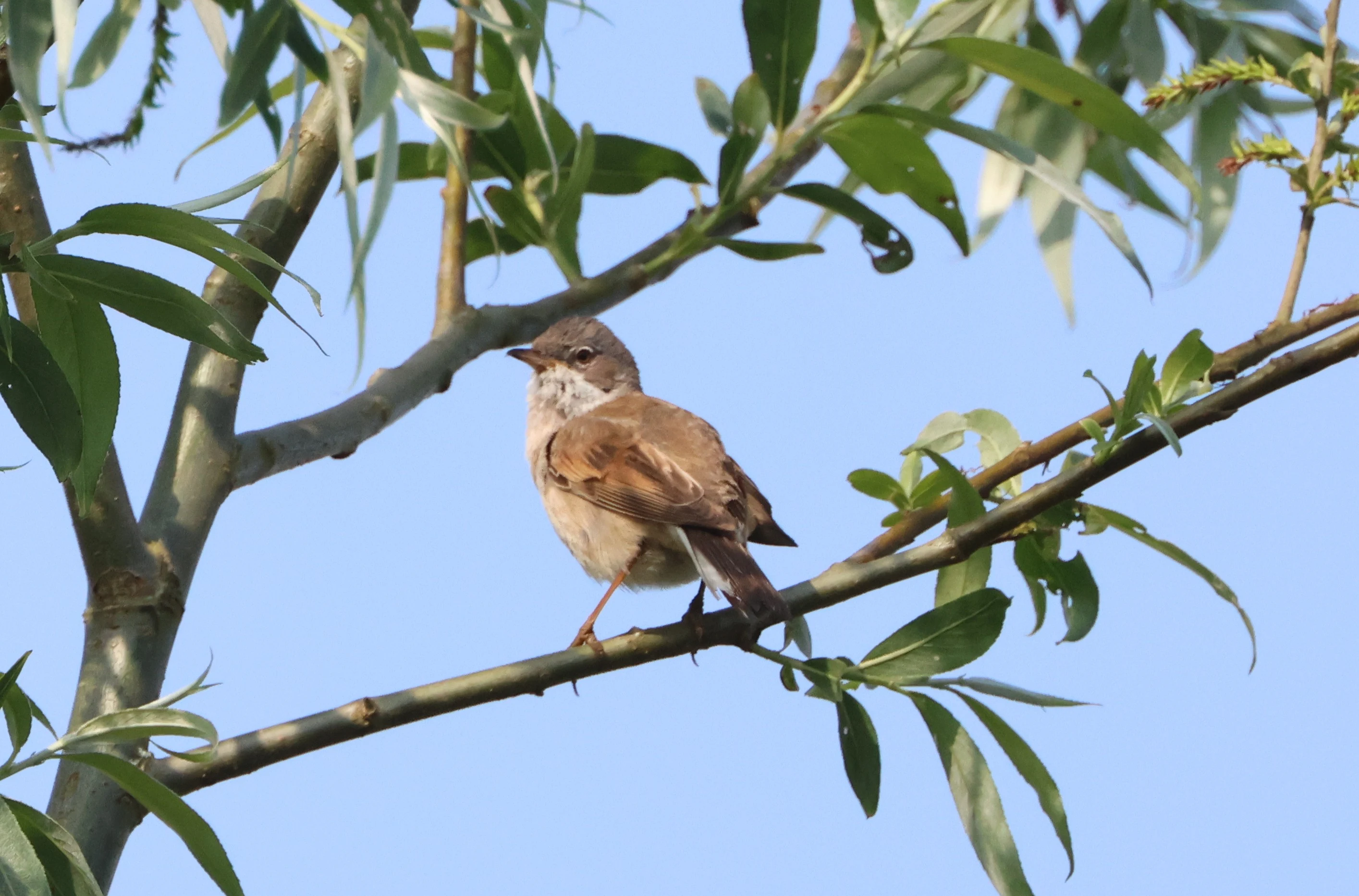 Common whitethroat, Fishlake Meadows, Romsey, Hampshire, UK — photo by Adam Prugel-Bennett