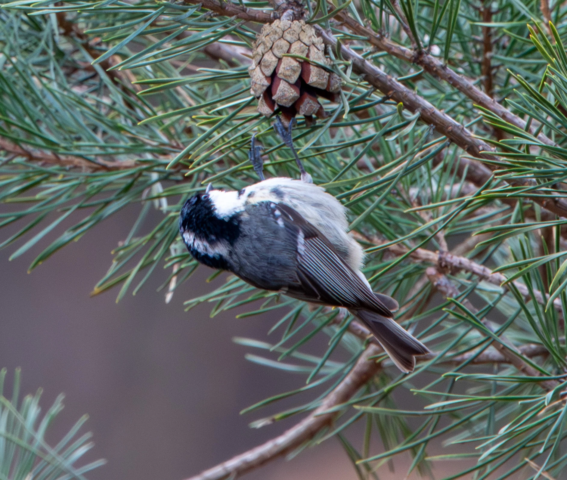 Coal Tit, Pig Bush, Hampshire, UK — photo by Adam Prugel-Bennett