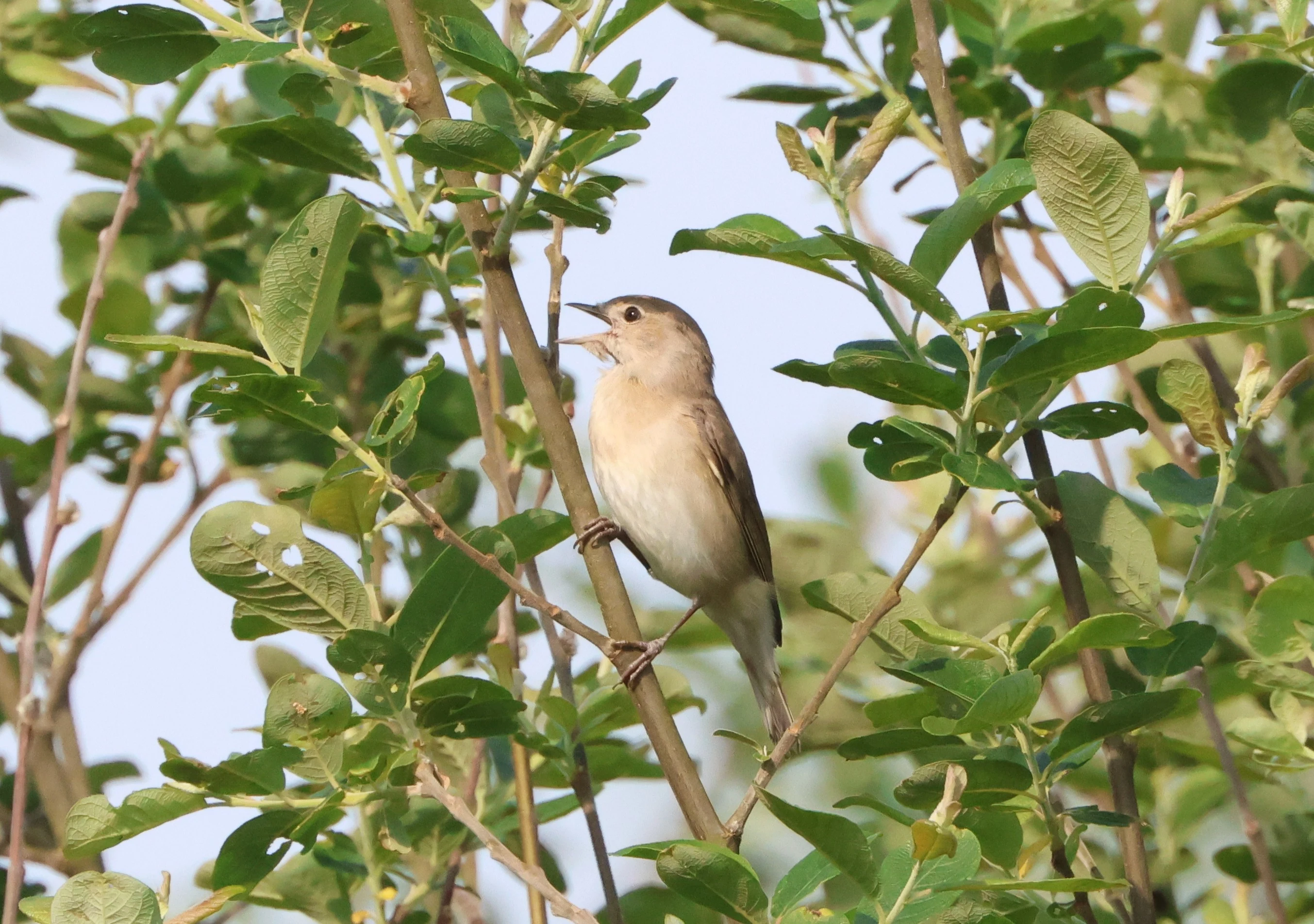 Garden Warbler, Fishlake Meadows, Romsey, Hampshire, UK — photo by Adam Prugel-Bennett