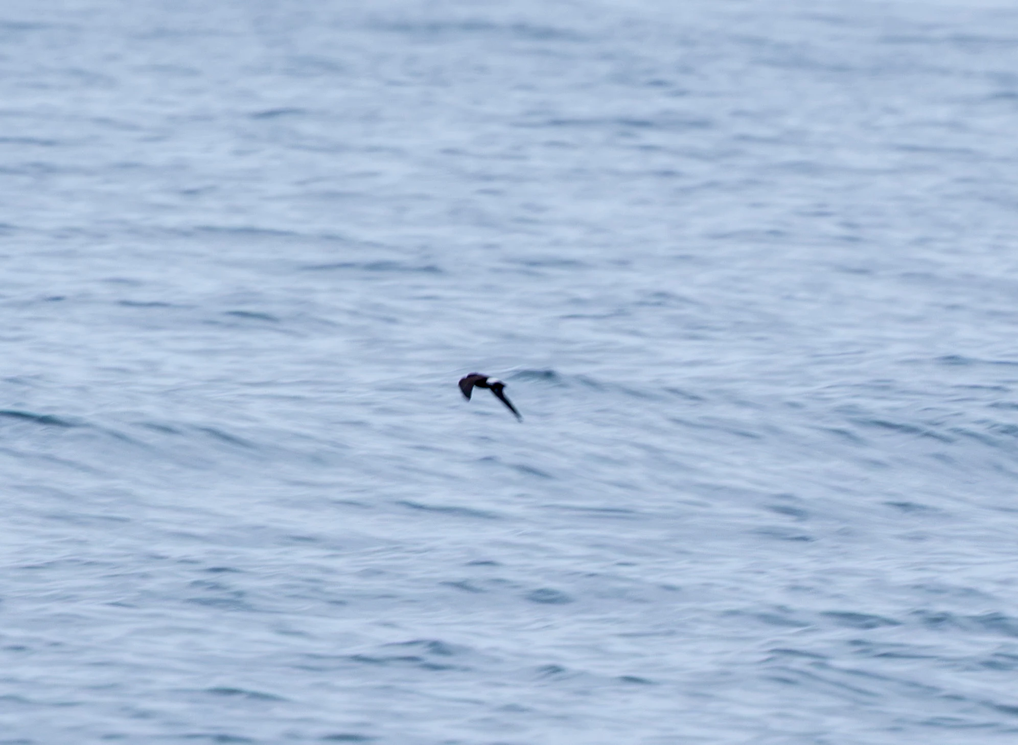 European Storm Petrel, Falmouth, Cornwall, UK — photo by Adam Prugel-Bennett
