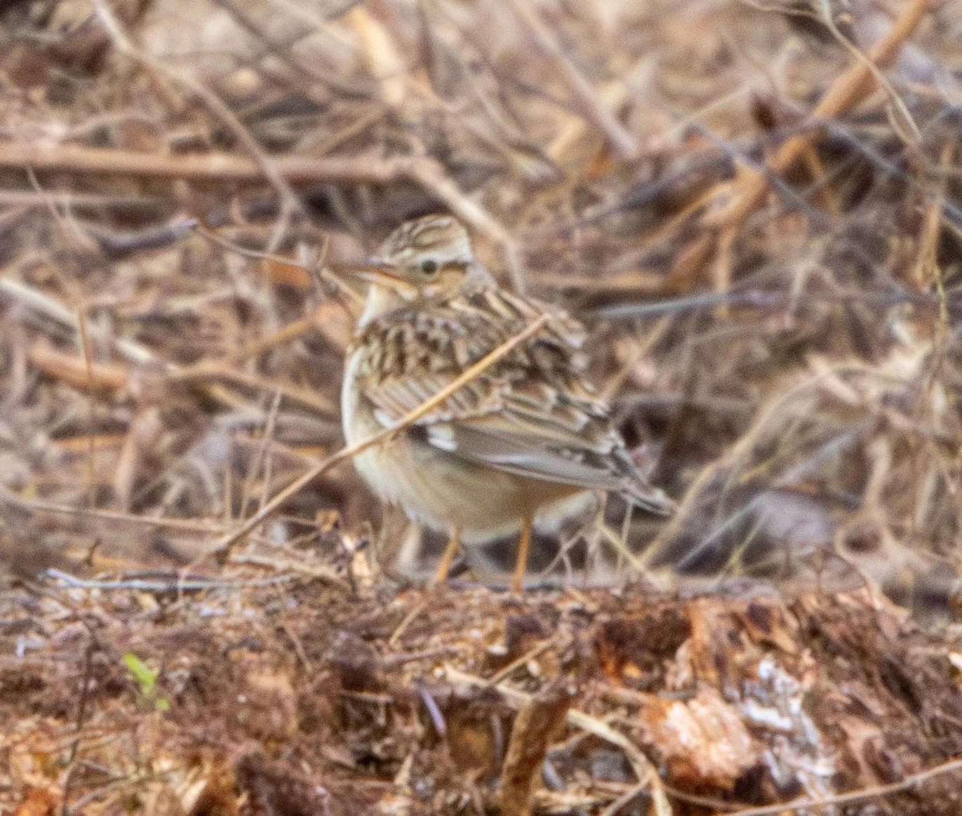 WoodLark, Pig Bush, Hampshire, UK — photo by Adam Prugel-Bennett
