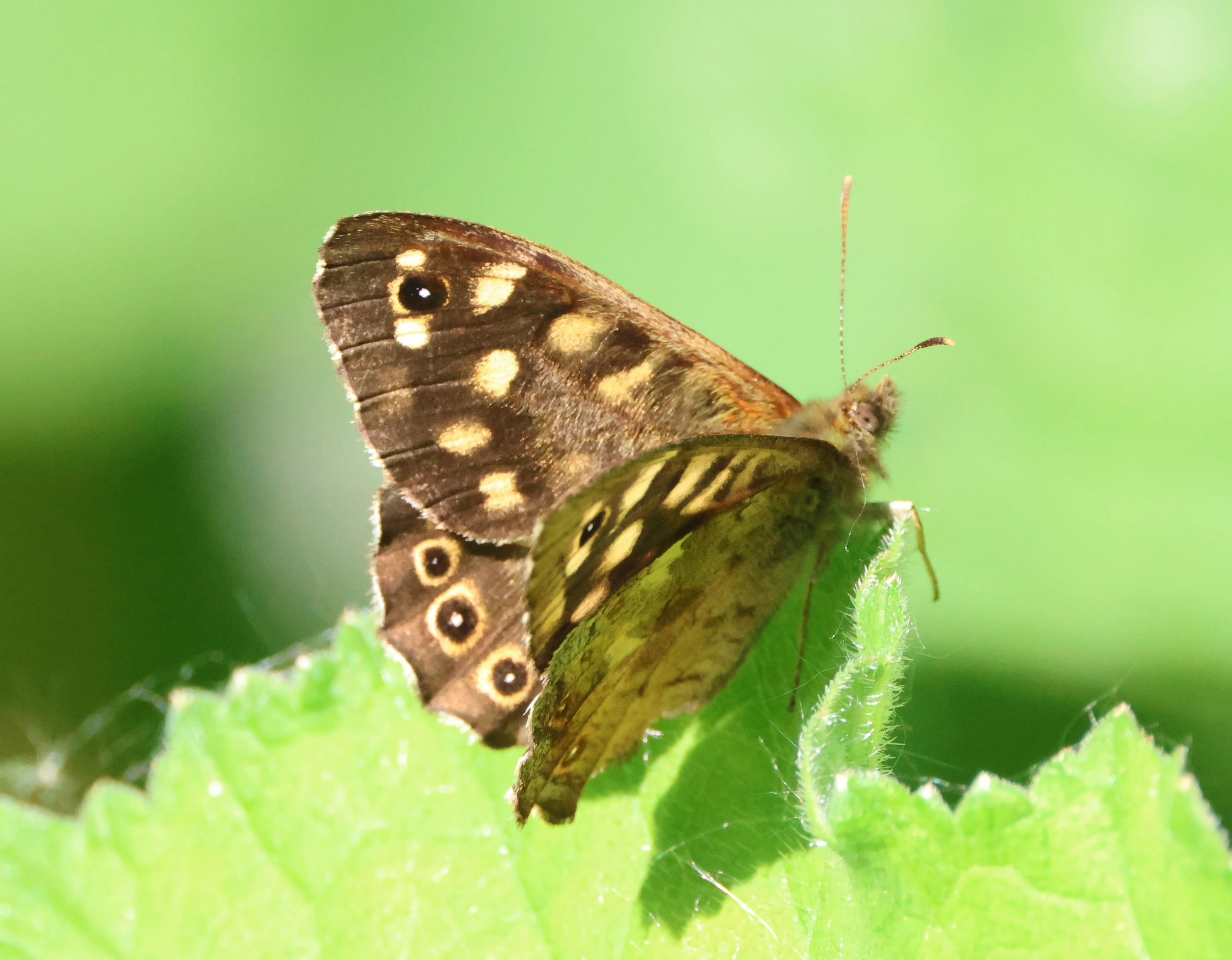 Speckled wood butterfly, Ham Wall, Glastonbury, Somerset, UK — photo by Adam Prugel-Bennett