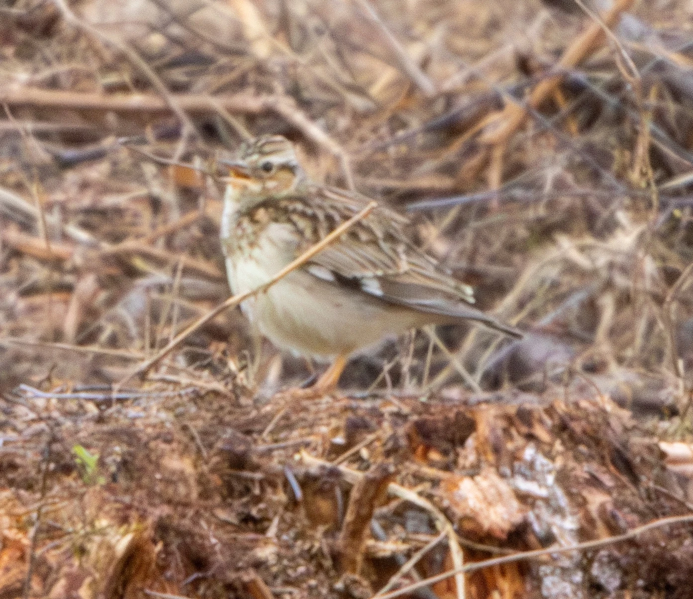 Woodlark, Pig Bush, Hampshire, UK — photo by Adam Prugel-Bennett