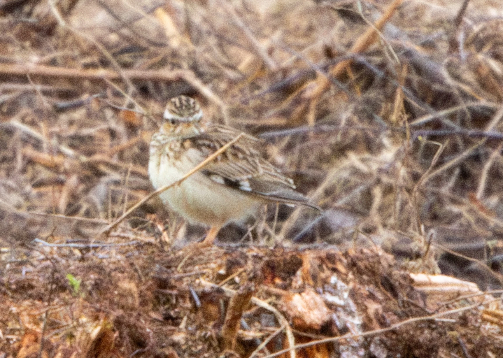 Woodlark, Pig Bush, Hampshire, UK — photo by Adam Prugel-Bennett