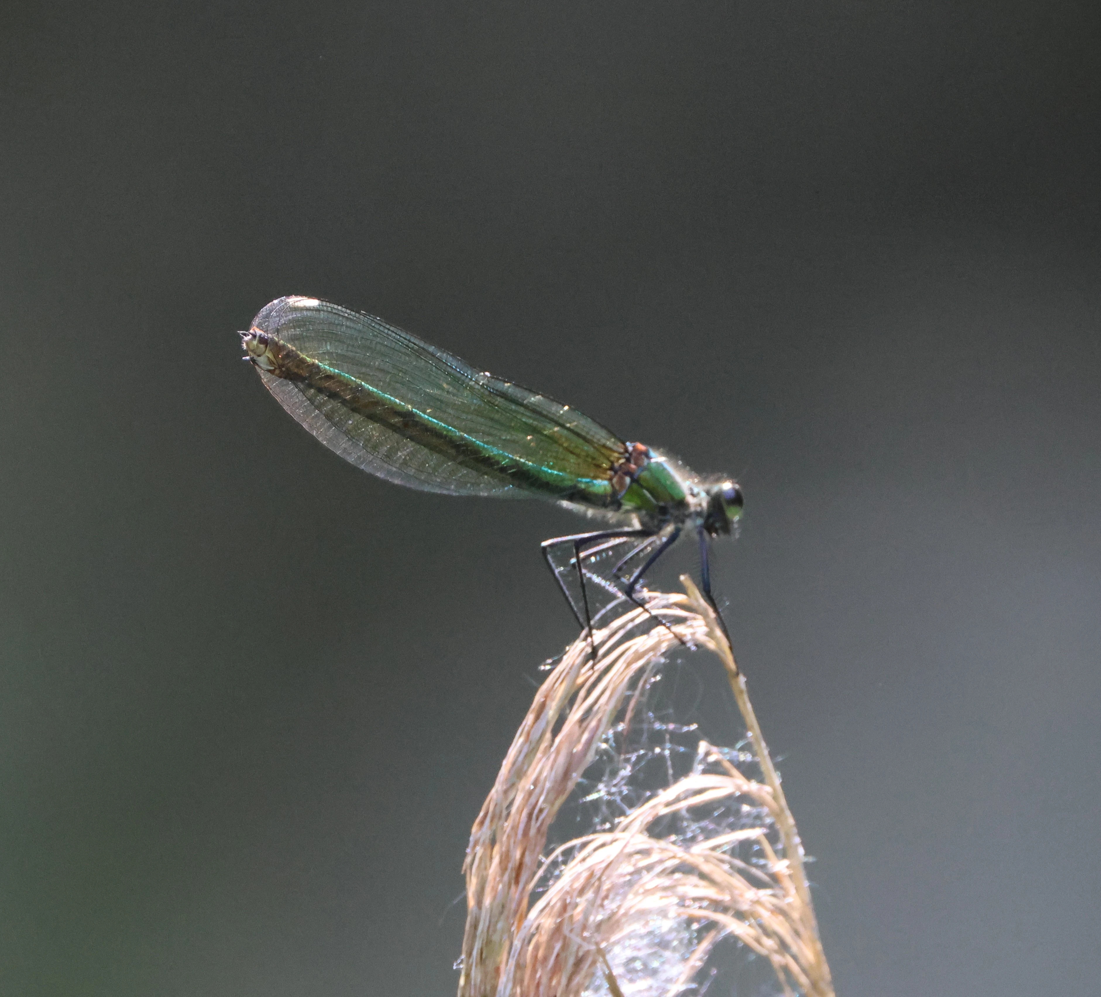 Female Banded Demoiselle, Ham Wall, Glastonbury, Somerset, UK — photo by Adam Prugel-Bennett