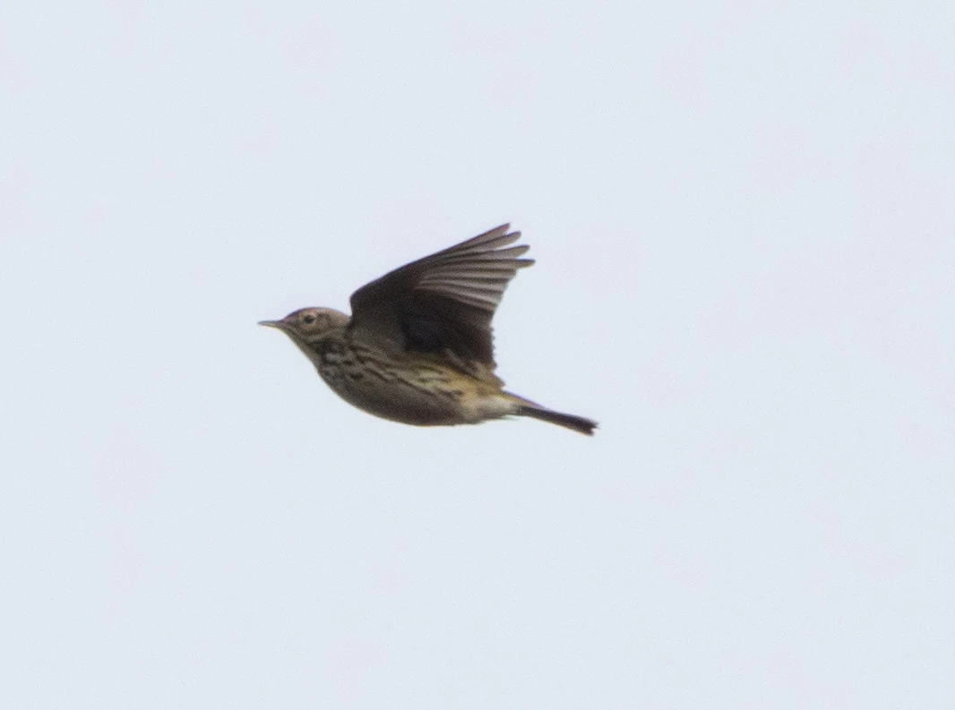 Meadow Pipit, Pig Bush, Hampshire, UK — photo by Adam Prugel-Bennett
