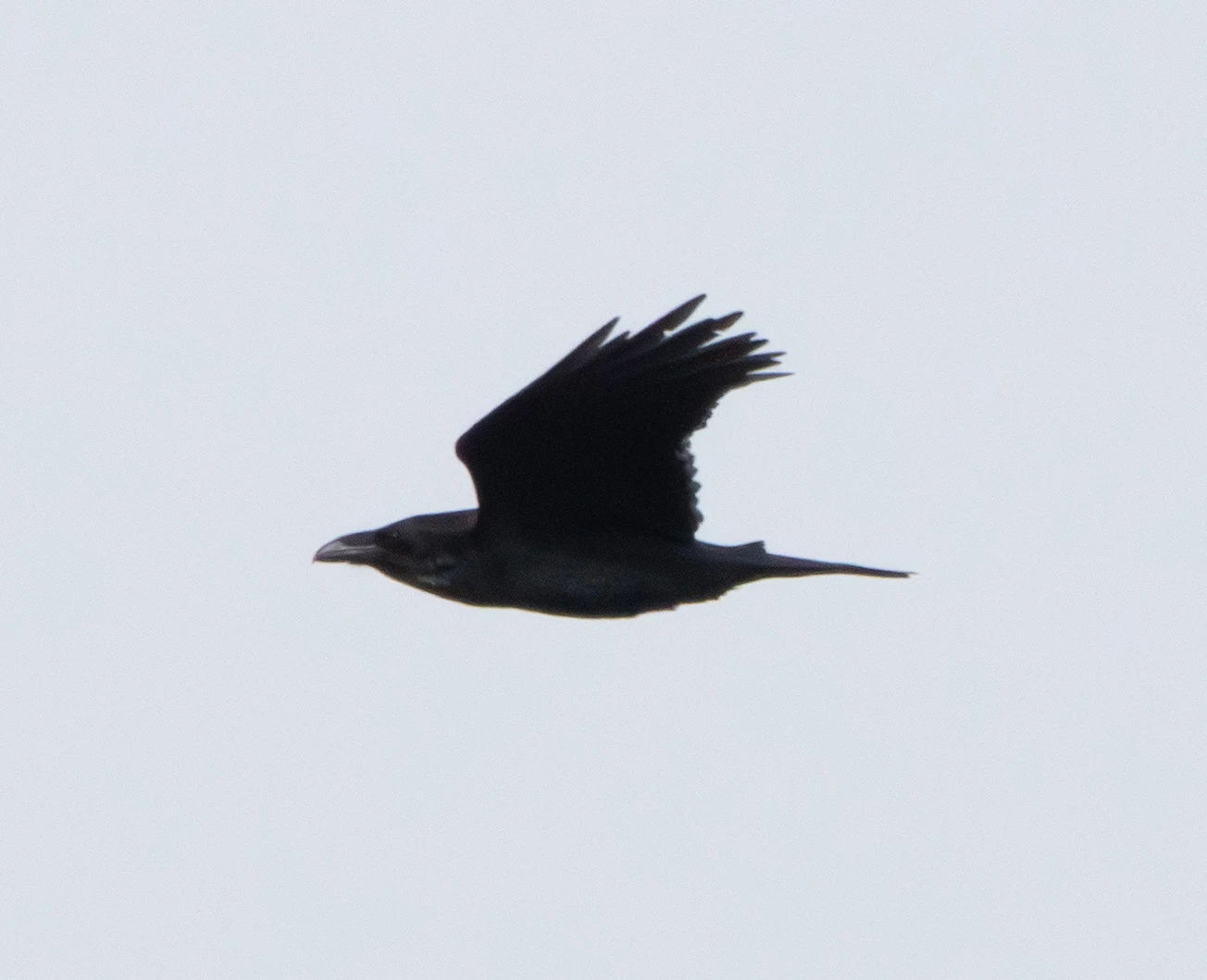 Raven in flight, Pig Bush, Hampshire, UK — photo by Adam Prugel-Bennett