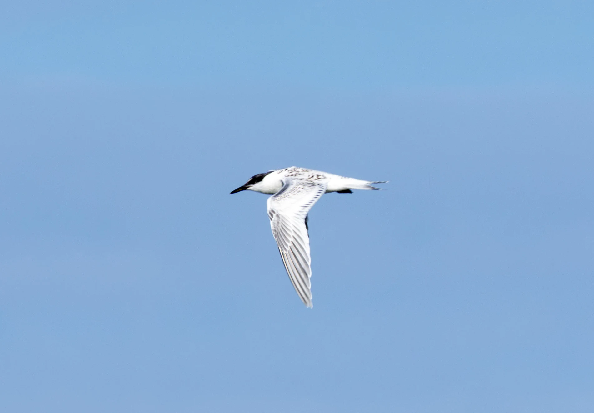Sandwich Tern, Falmouth, Cornwall, UK — photo by Adam Prugel-Bennett