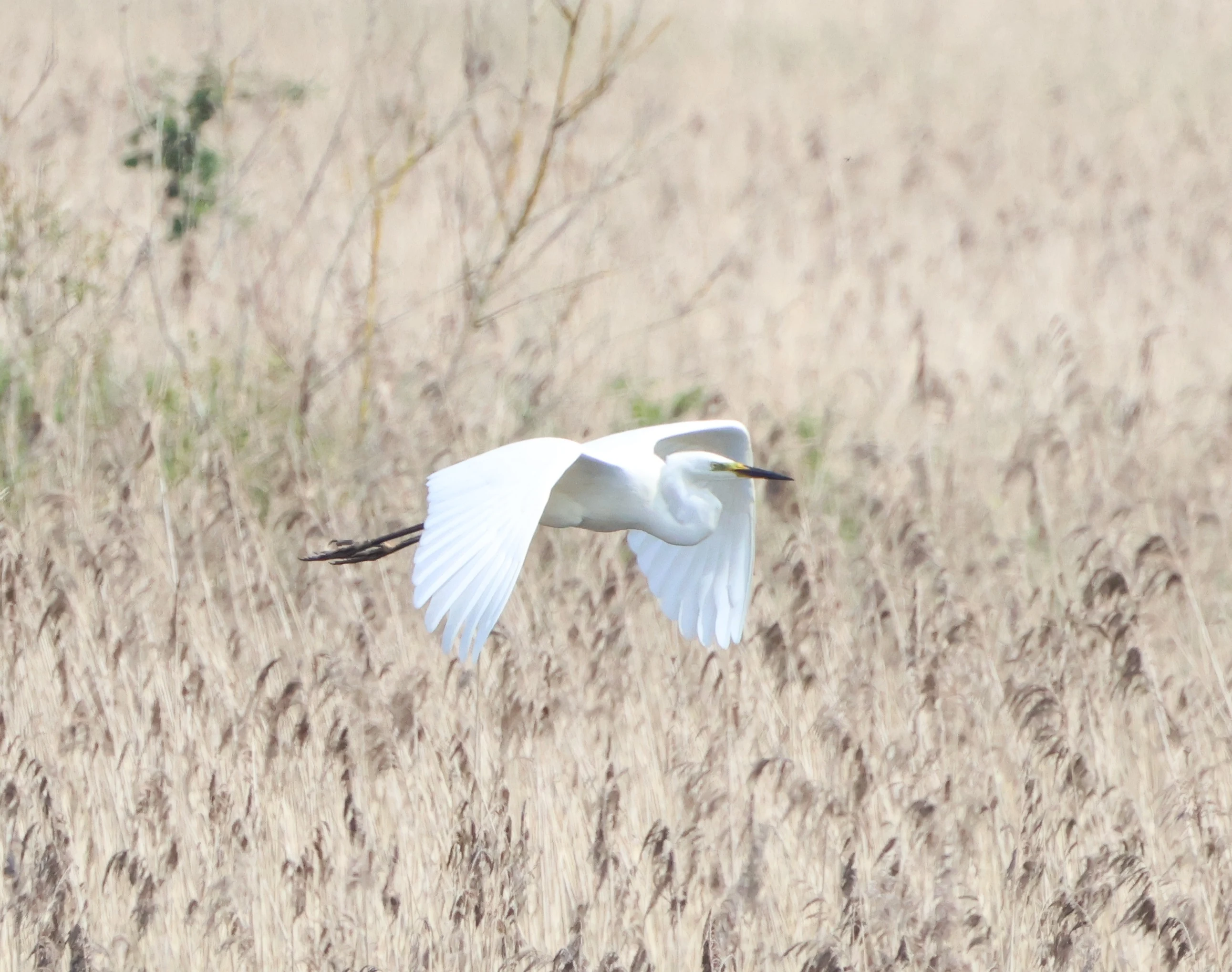 Great White Egret, Ham Wall, Glastonbury, Somerset, UK — photo by Adam Prugel-Bennett