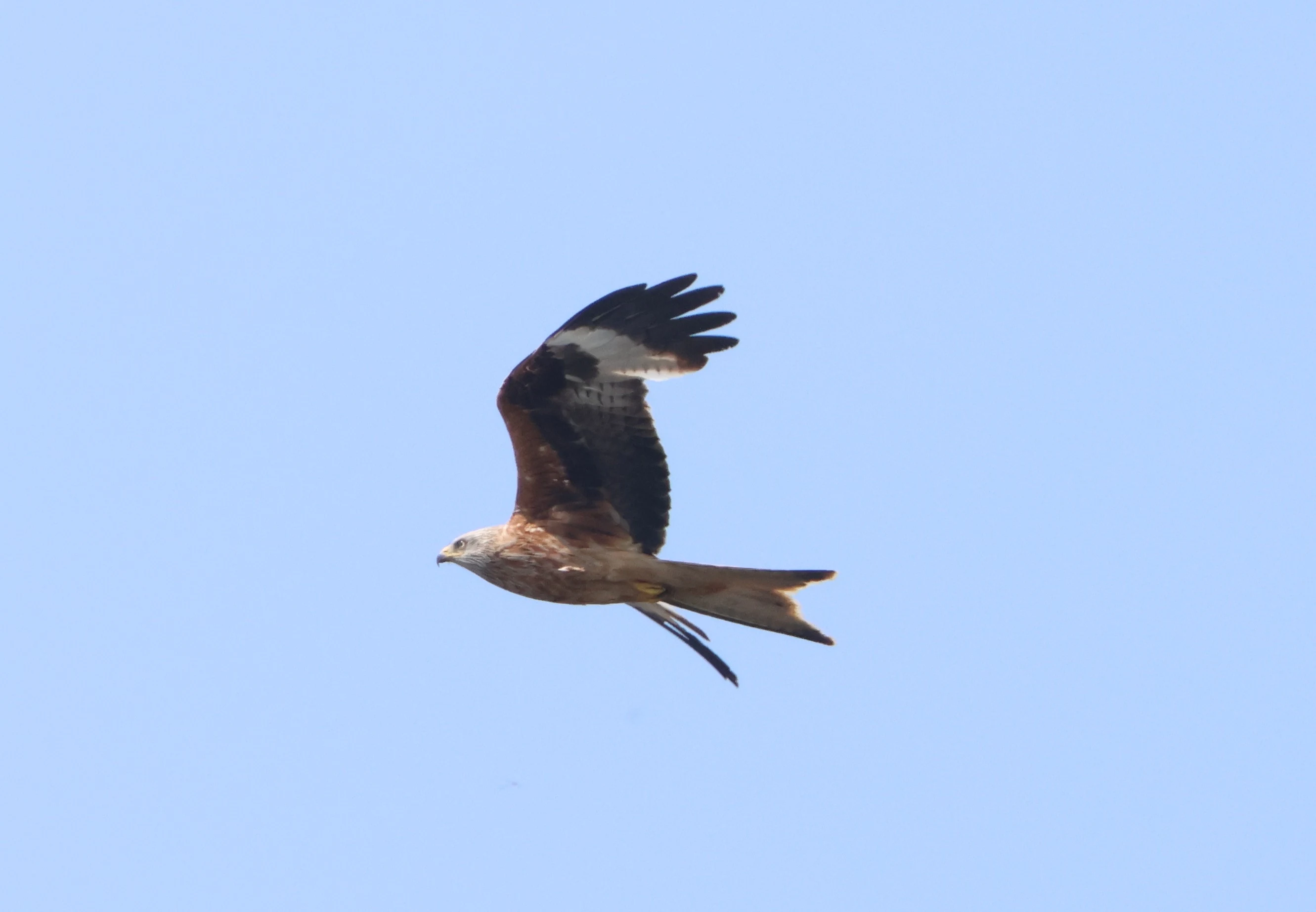 Marsh harrier, Ham Wall, Glastonbury, Somerset, UK — photo by Adam Prugel-Bennett