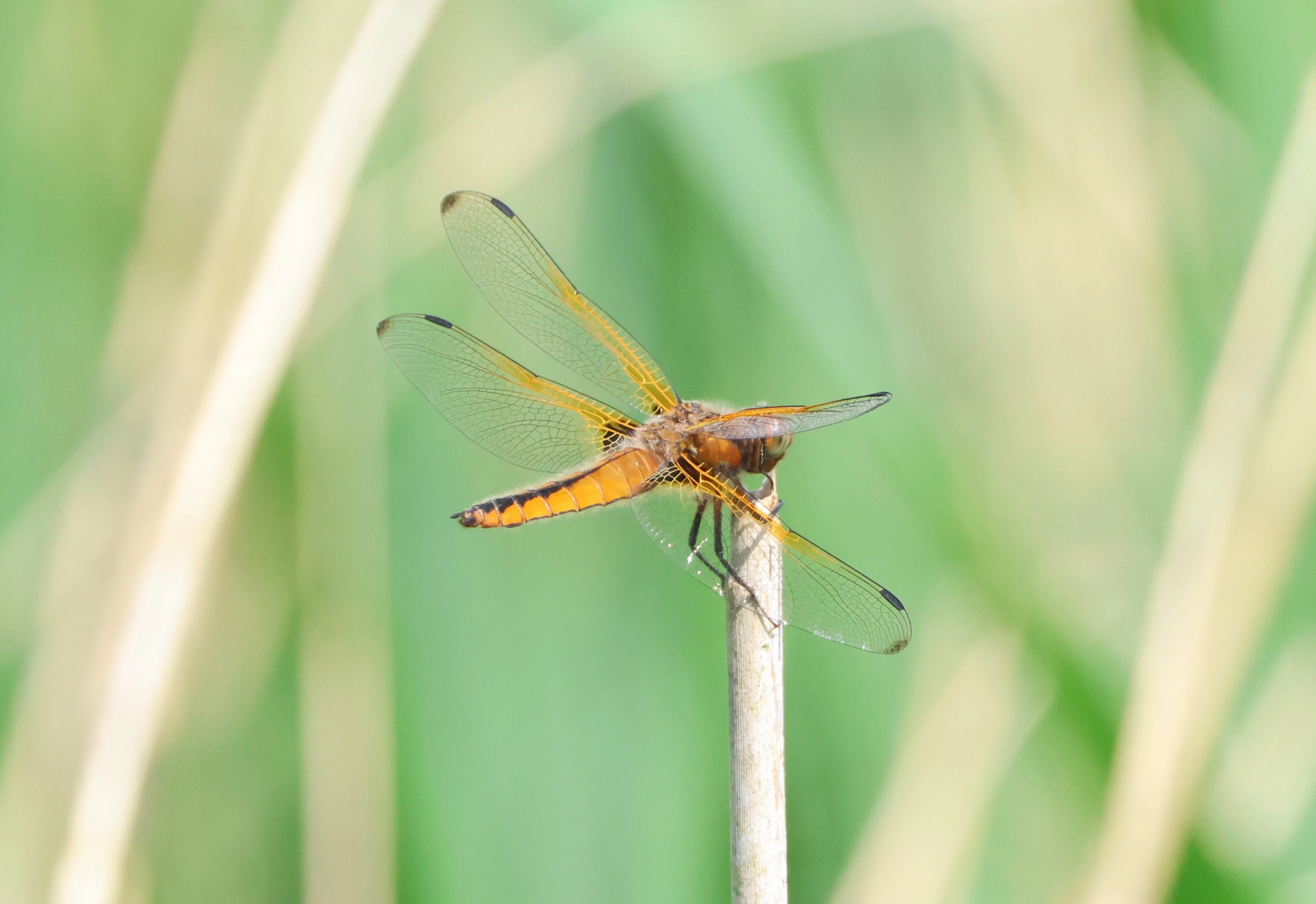 Female Scarce Chaser, Ham Wall, Glastonbury, Somerset, UK — photo by Adam Prugel-Bennett