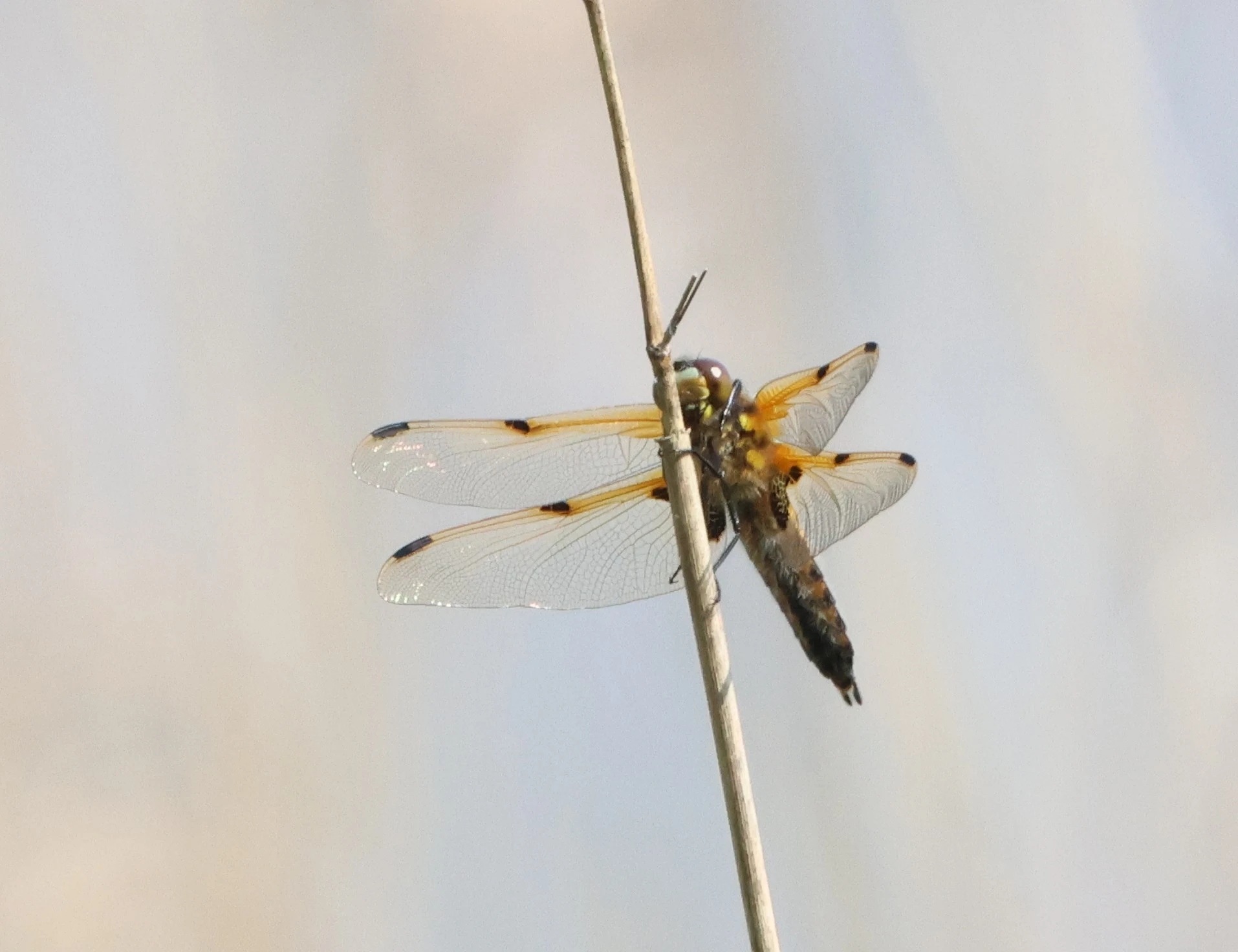 Four-spotted Chaser, Ham Wall, Glastonbury, Somerset, UK — photo by Adam Prugel-Bennett
