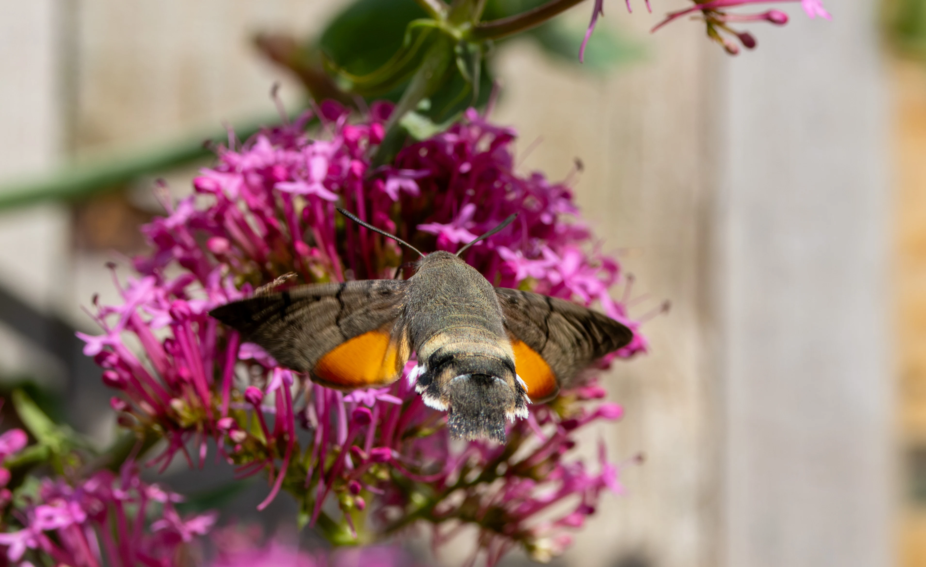 Hummingbird Hawk-moth, St Ives, Cornwall, UK — photo by Adam Prugel-Bennett