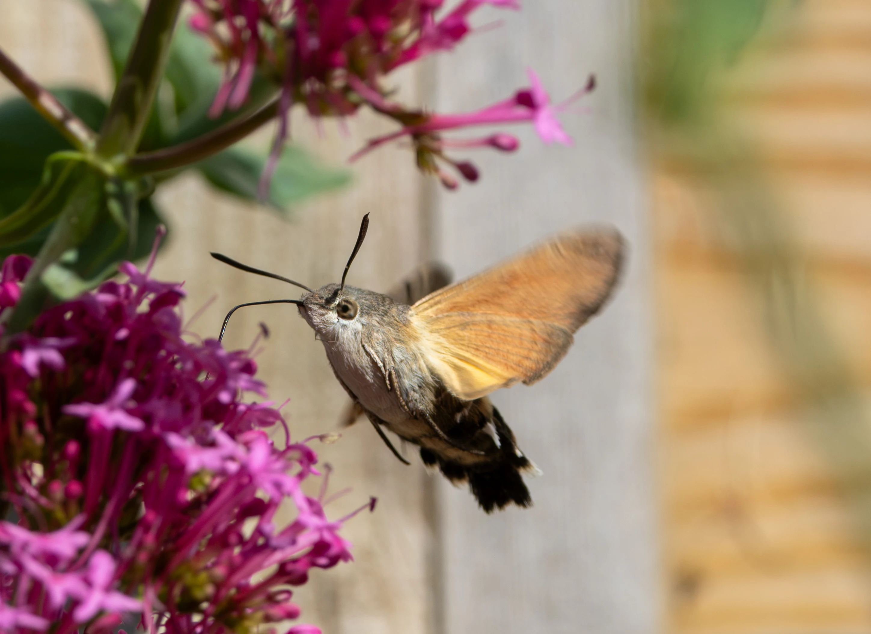 Hummingbird Hawk-moth, St Ives, Cornwall, UK — photo by Adam Prugel-Bennett