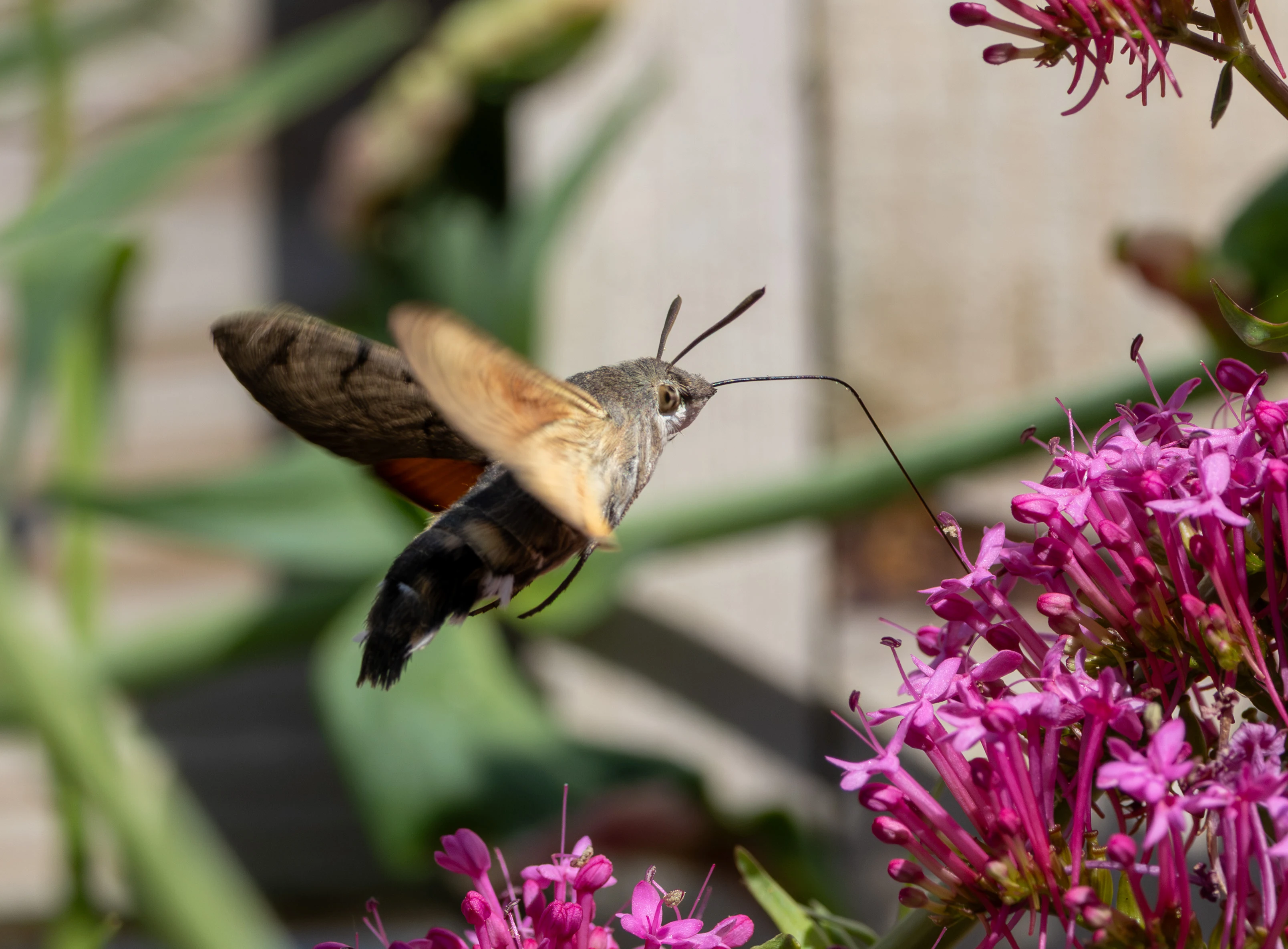 Hummingbird Hawk-moth, St Ives, Cornwall, UK — photo by Adam Prugel-Bennett