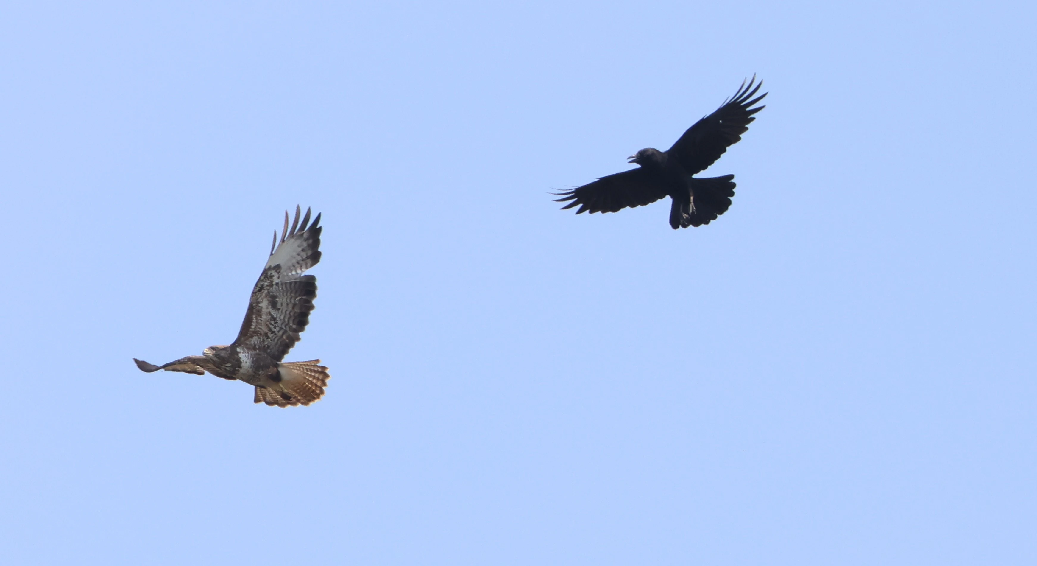 Buzzard mobbed by Jackdaw, Ham Wall, Glastonbury, Somerset, UK — photo by Adam Prugel-Bennett