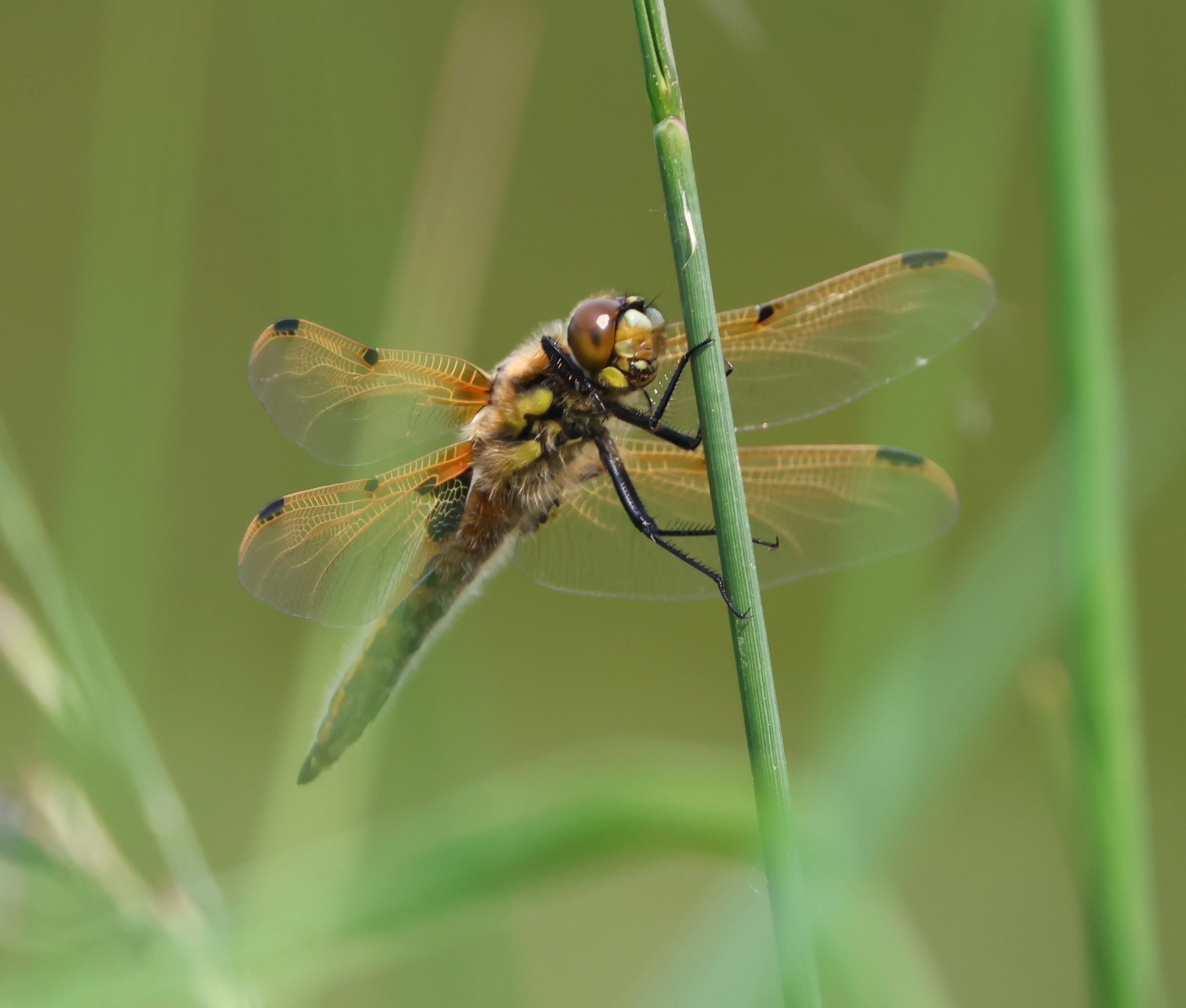Four-spotted Chaser, Ham Wall, Glastonbury, Somerset, UK — photo by Adam Prugel-Bennett