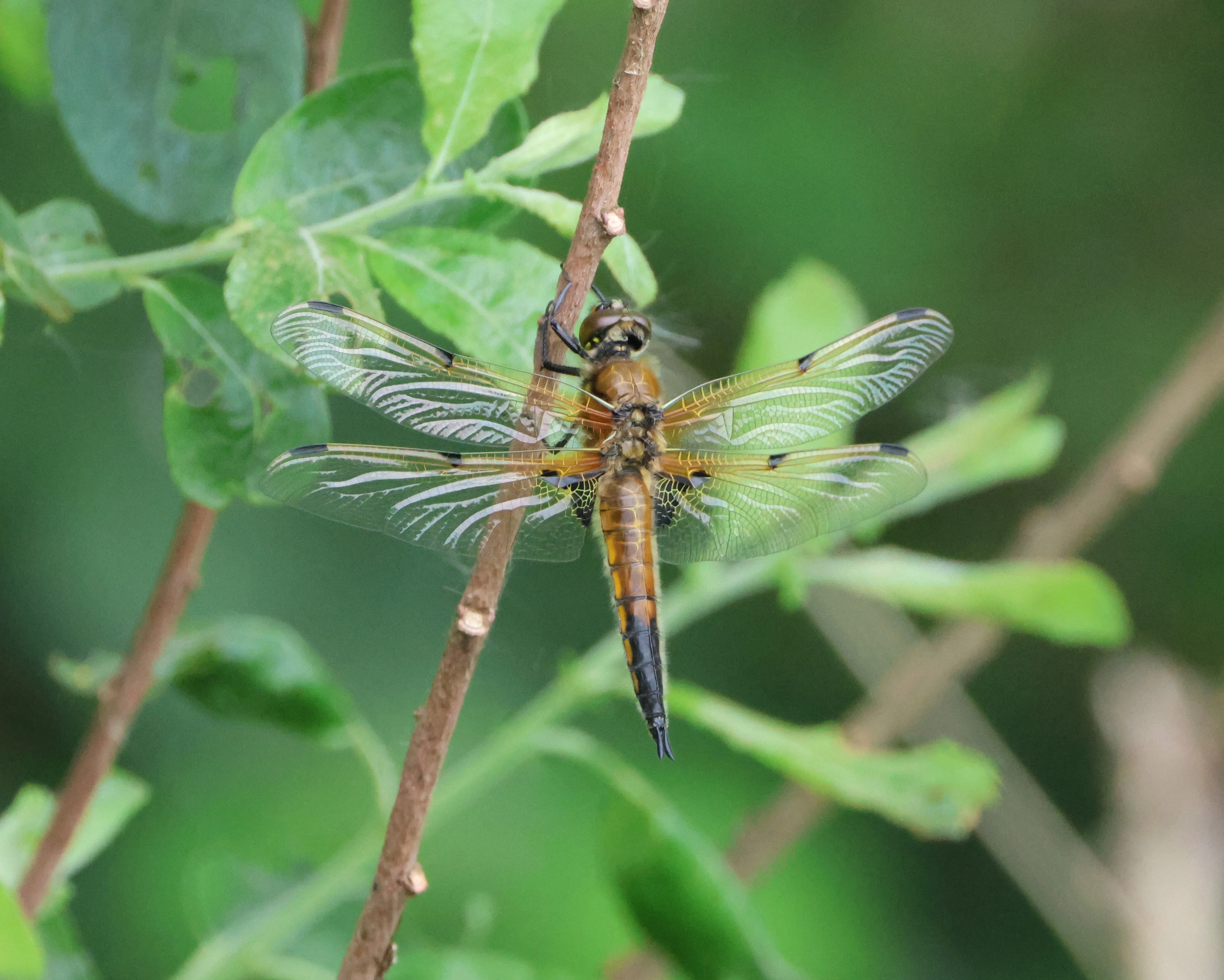 Four-spotted Chaser, Ham Wall, Glastonbury, Somerset, UK — photo by Adam Prugel-Bennett
