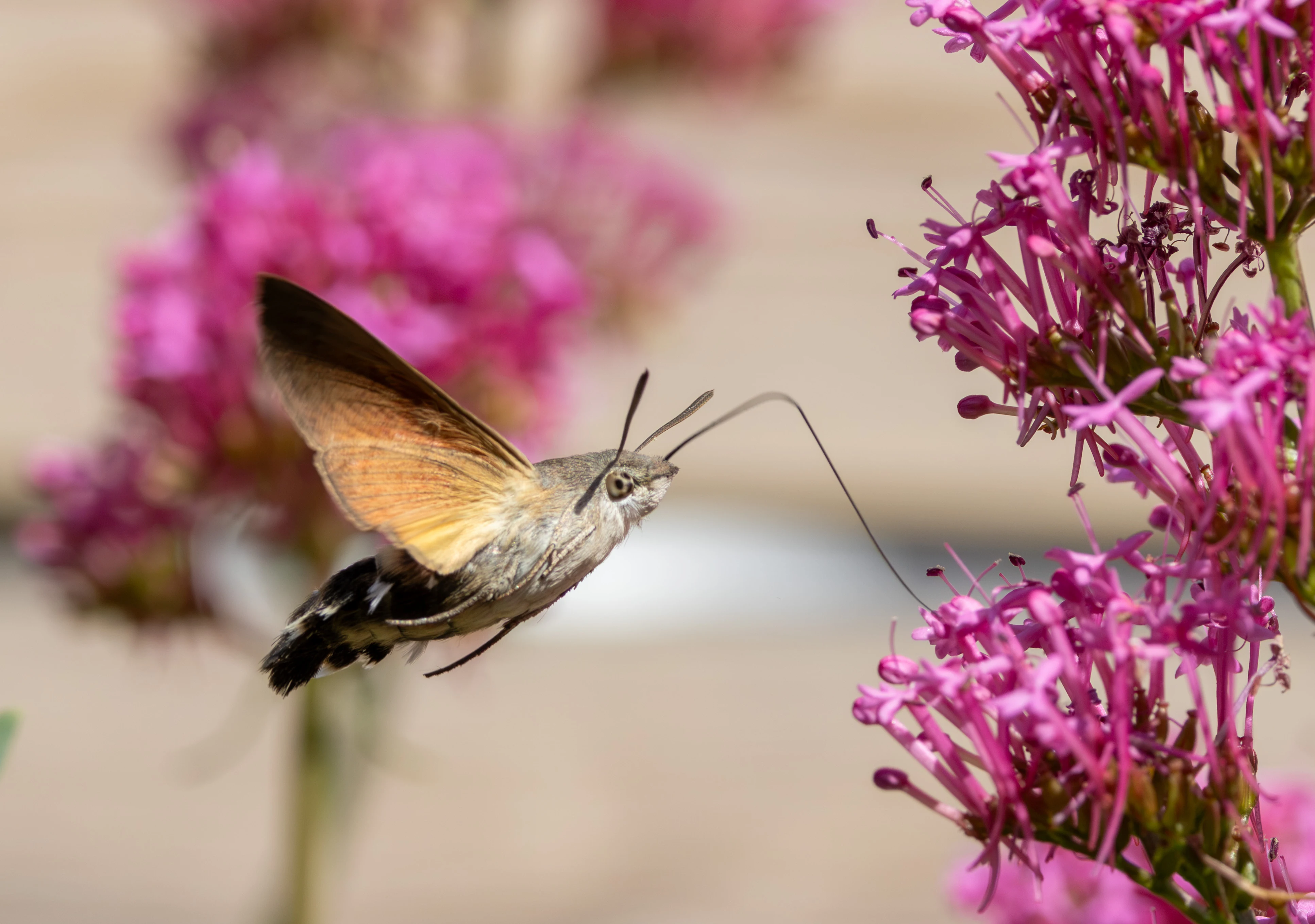 Hummingbird Hawk-moth, St Ives, Cornwall, UK — photo by Adam Prugel-Bennett