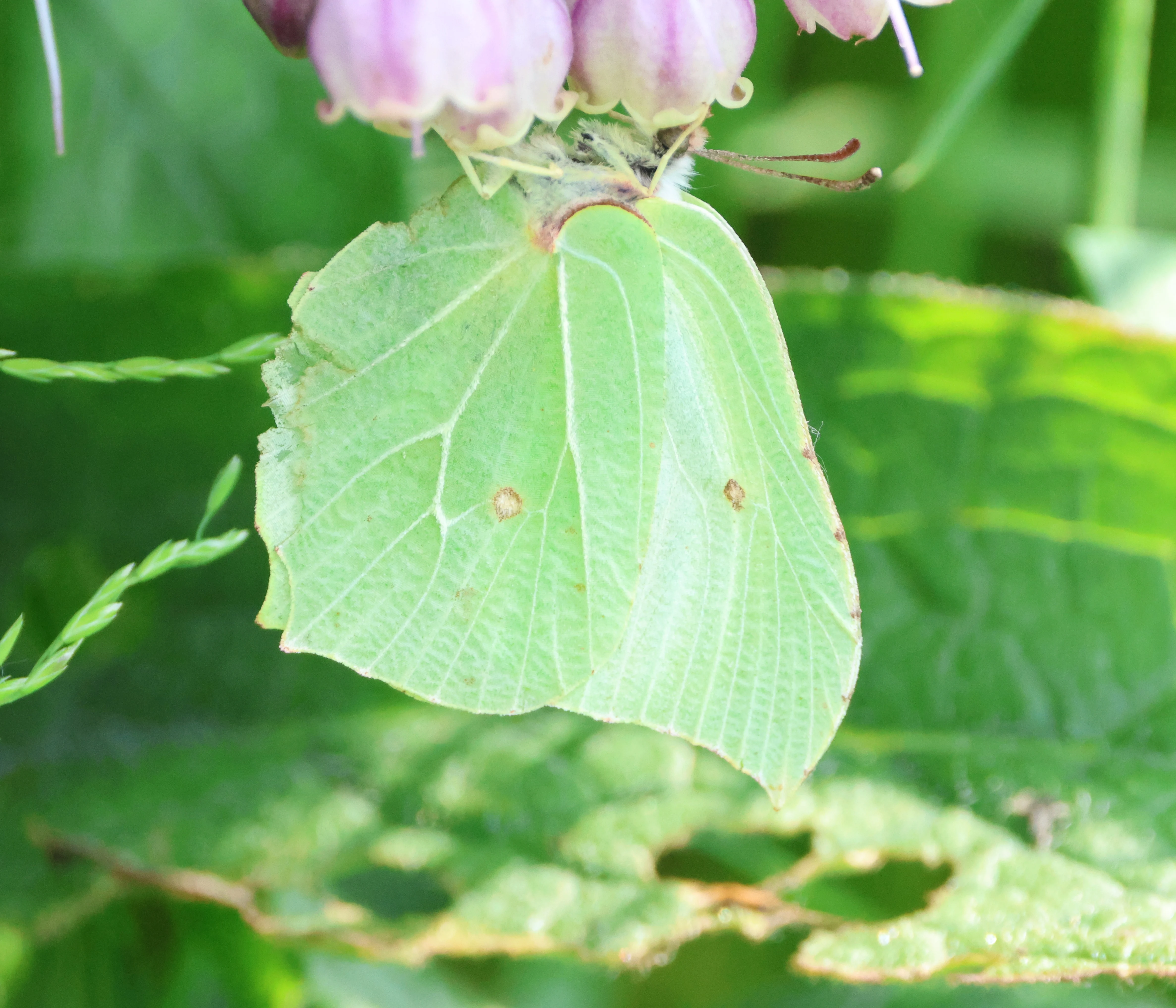 Brimstone Butterfly, Ham Wall, Glastonbury, Somerset, UK — photo by Adam Prugel-Bennett