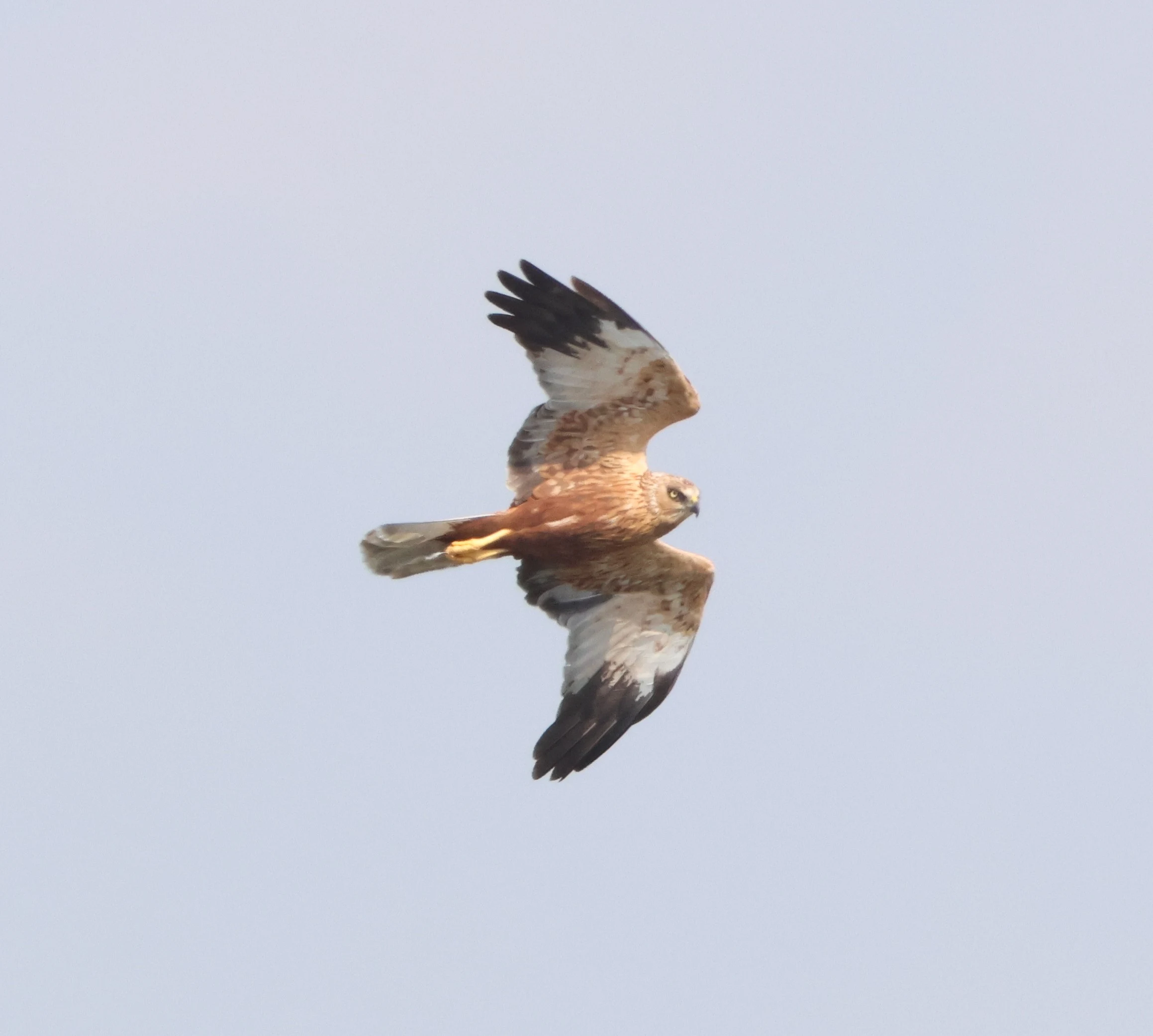 Marsh harrier, Ham Wall, Glastonbury, Somerset, UK — photo by Adam Prugel-Bennett