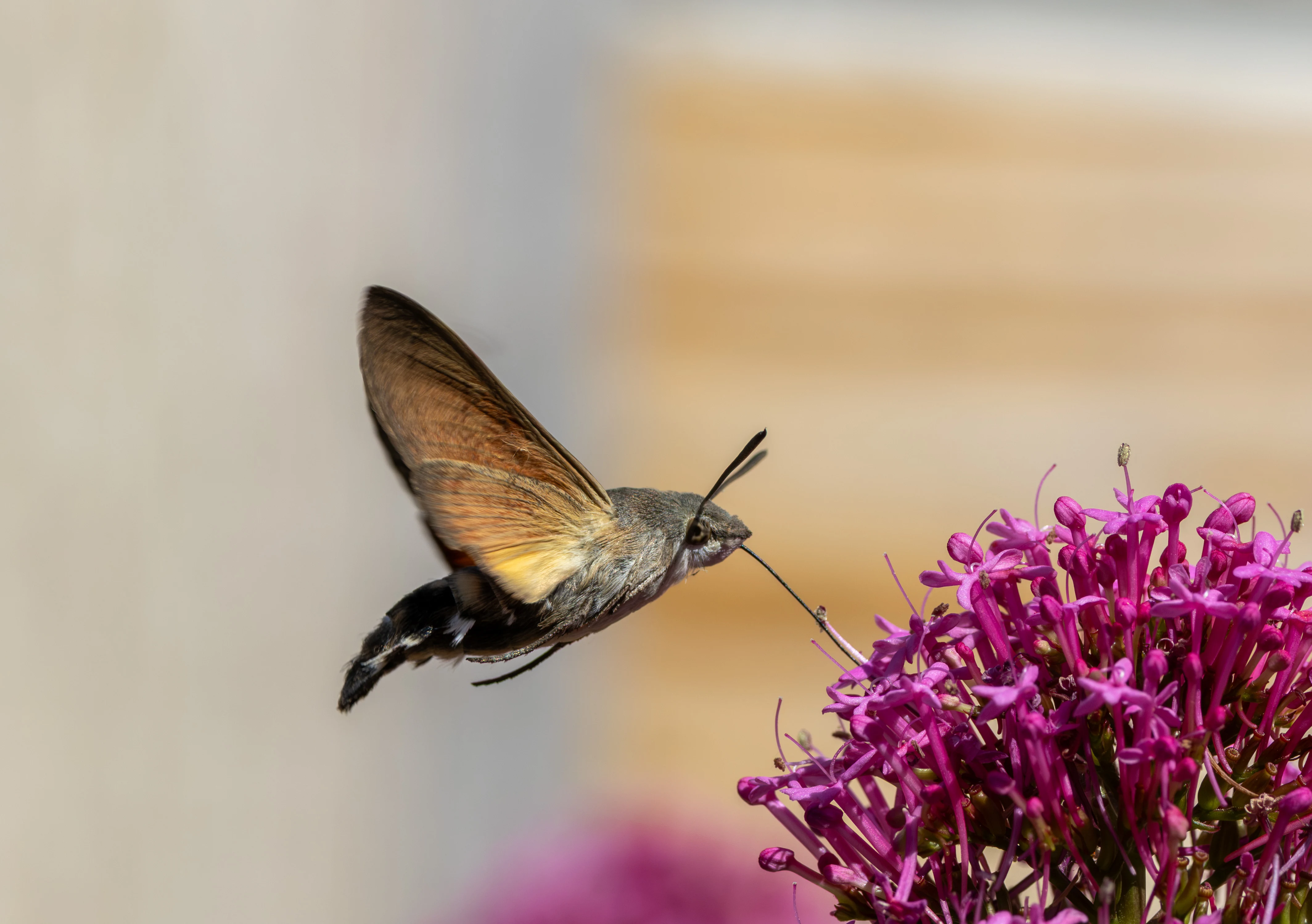 Hummingbird Hawk-moth, St Ives, Cornwall, UK — photo by Adam Prugel-Bennett