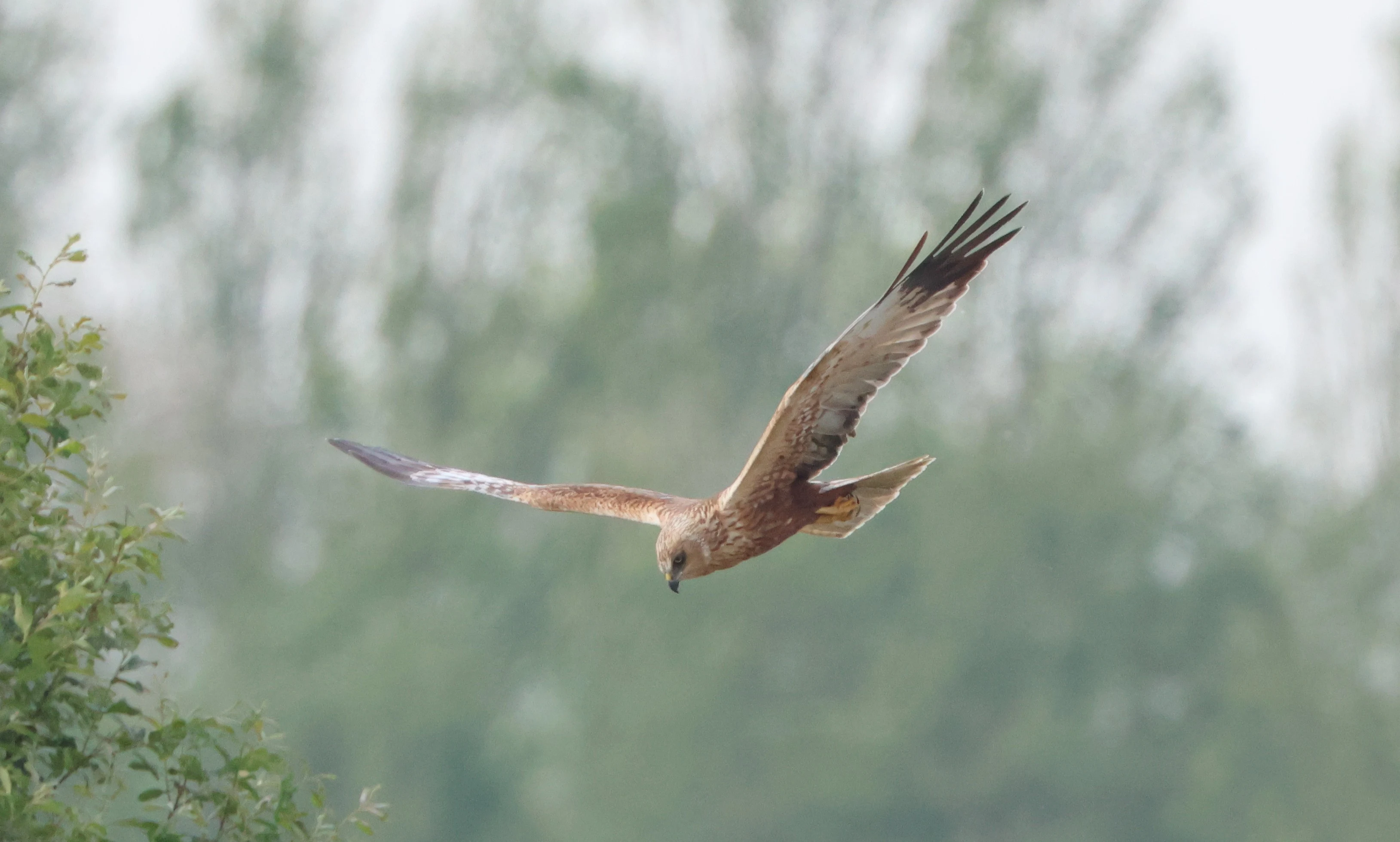 Marsh harrier, Ham Wall, Glastonbury, Somerset, UK — photo by Adam Prugel-Bennett