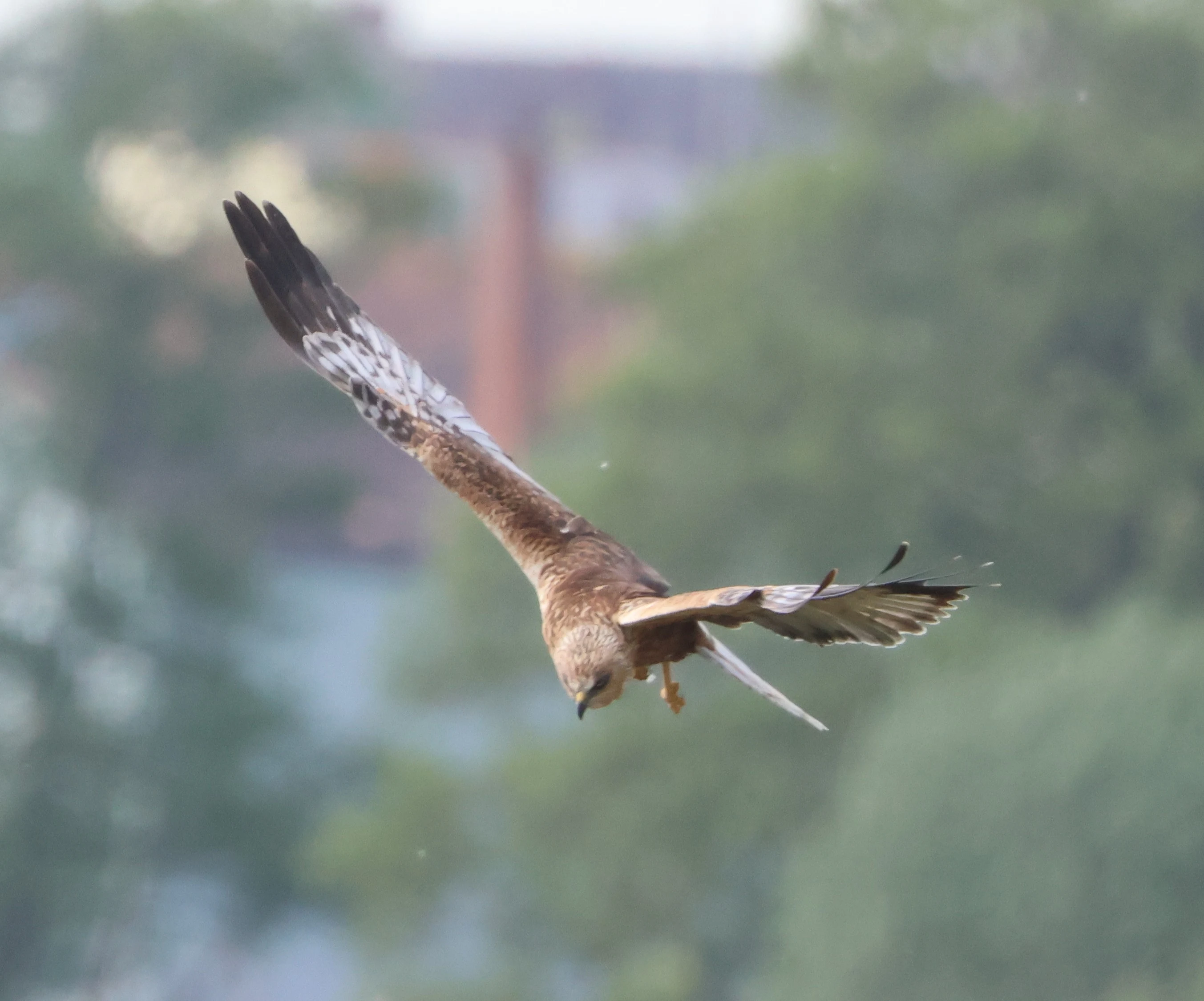 Marsh harrier, Ham Wall, Glastonbury, Somerset, UK — photo by Adam Prugel-Bennett