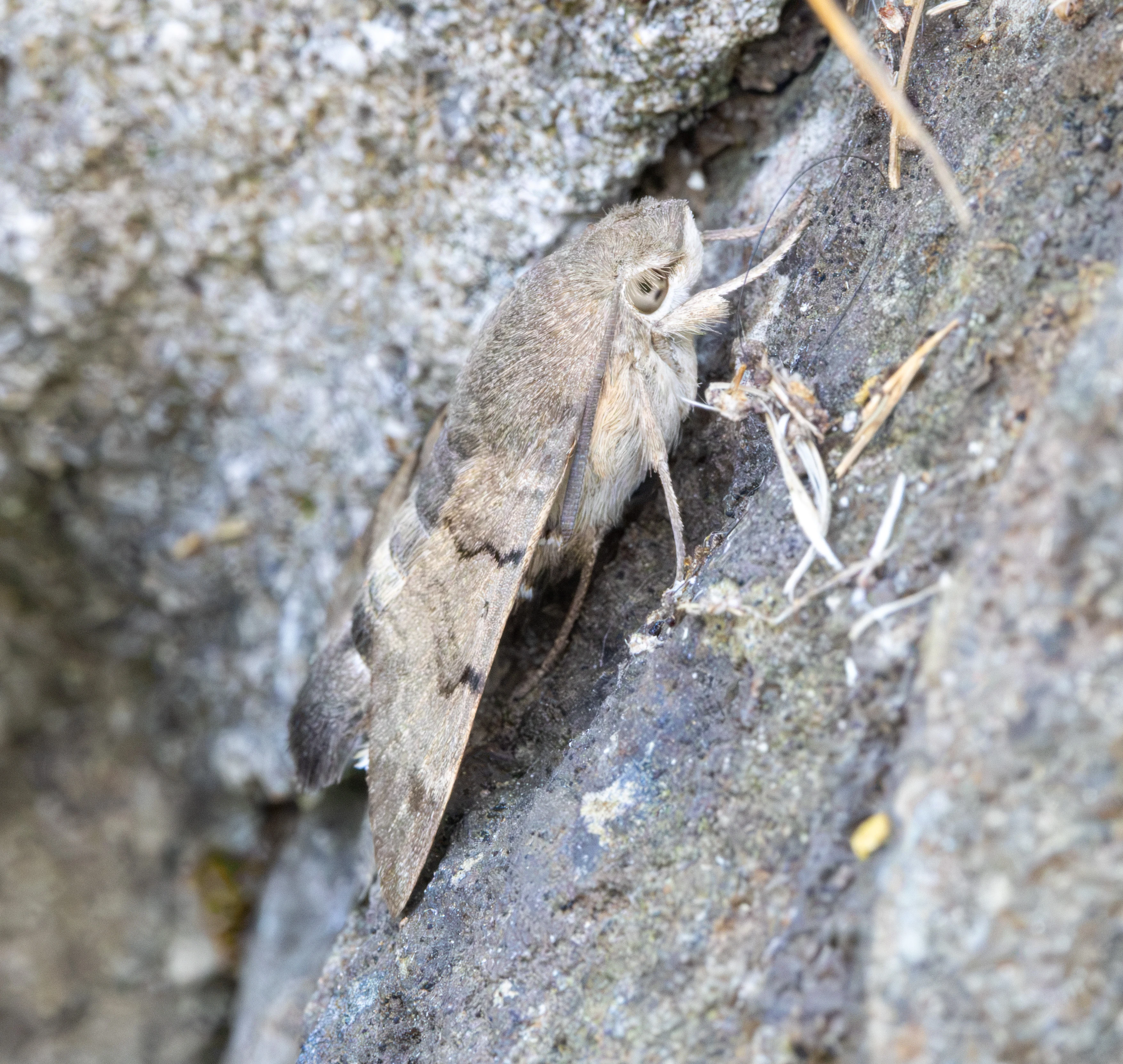 Hummingbird Hawk-moth, Porthgwarra, Cornwall, UK — photo by Adam Prugel-Bennett