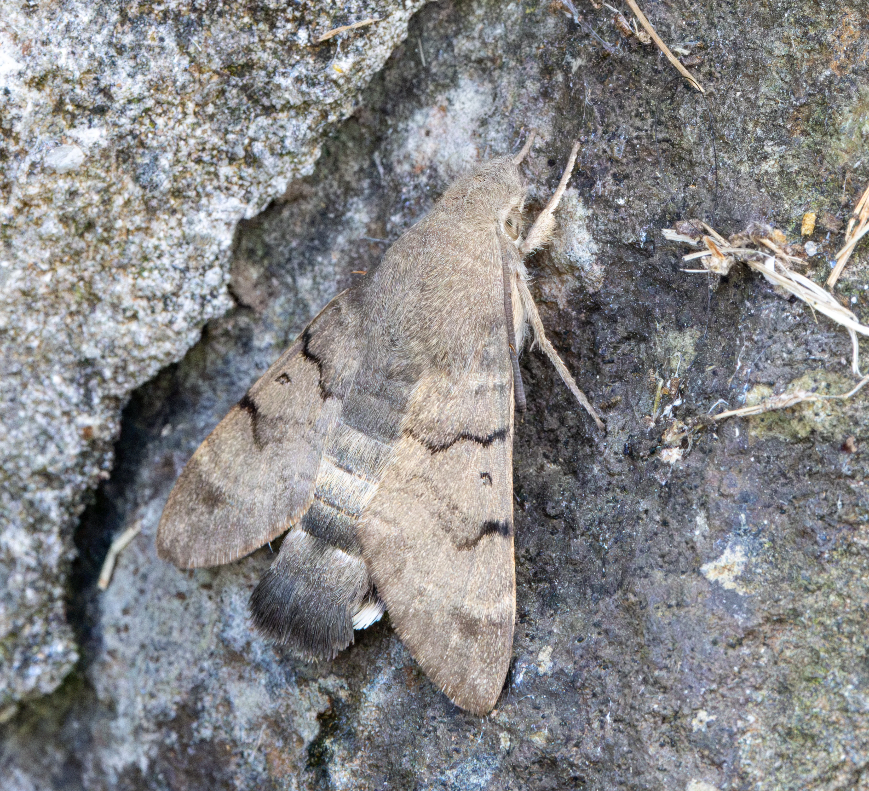 Hummingbird Hawk-moth, Porthgwarra, Cornwall, UK — photo by Adam Prugel-Bennett