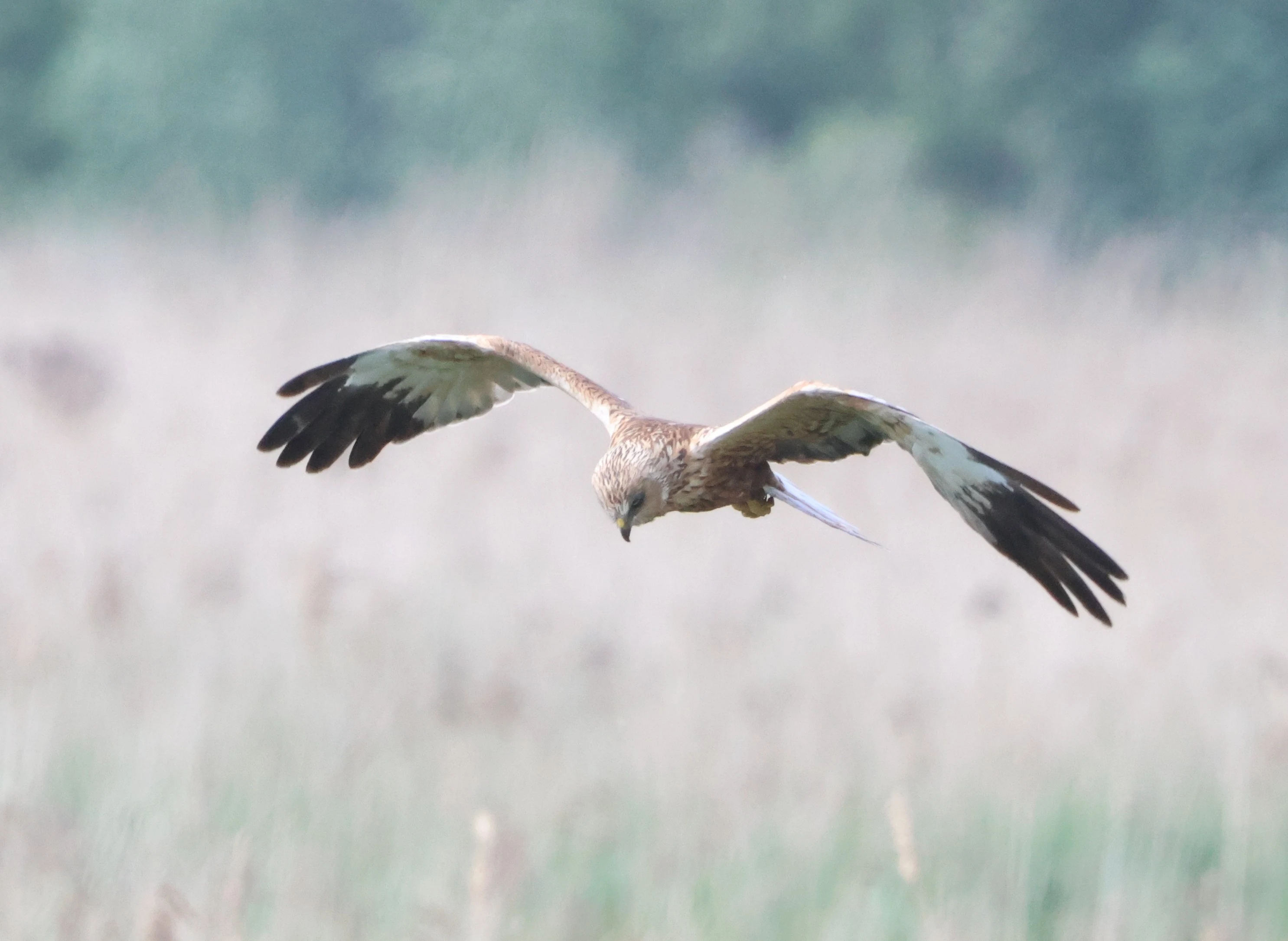 Marsh harrier, Ham Wall, Glastonbury, Somerset, UK — photo by Adam Prugel-Bennett