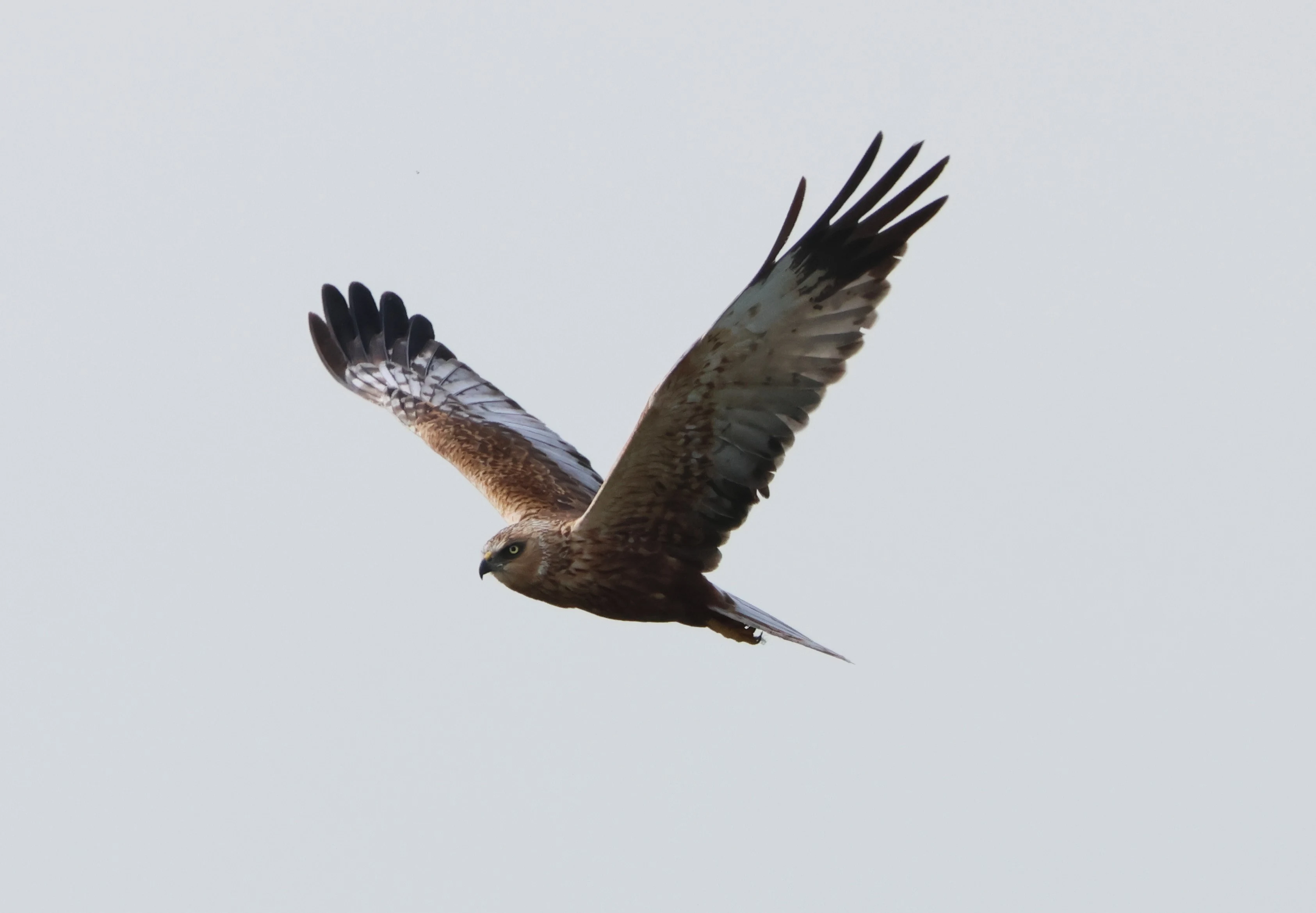 Marsh harrier, Ham Wall, Glastonbury, Somerset, UK — photo by Adam Prugel-Bennett