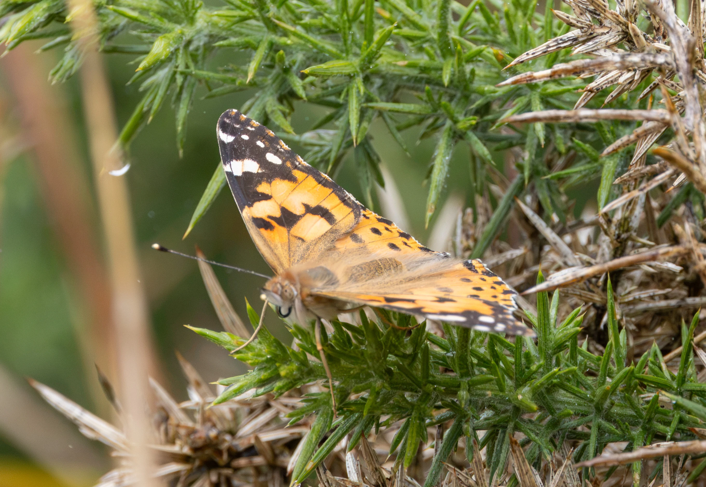 Painted Lady, Porthgwarra, Cornwall, UK — photo by Adam Prugel-Bennett