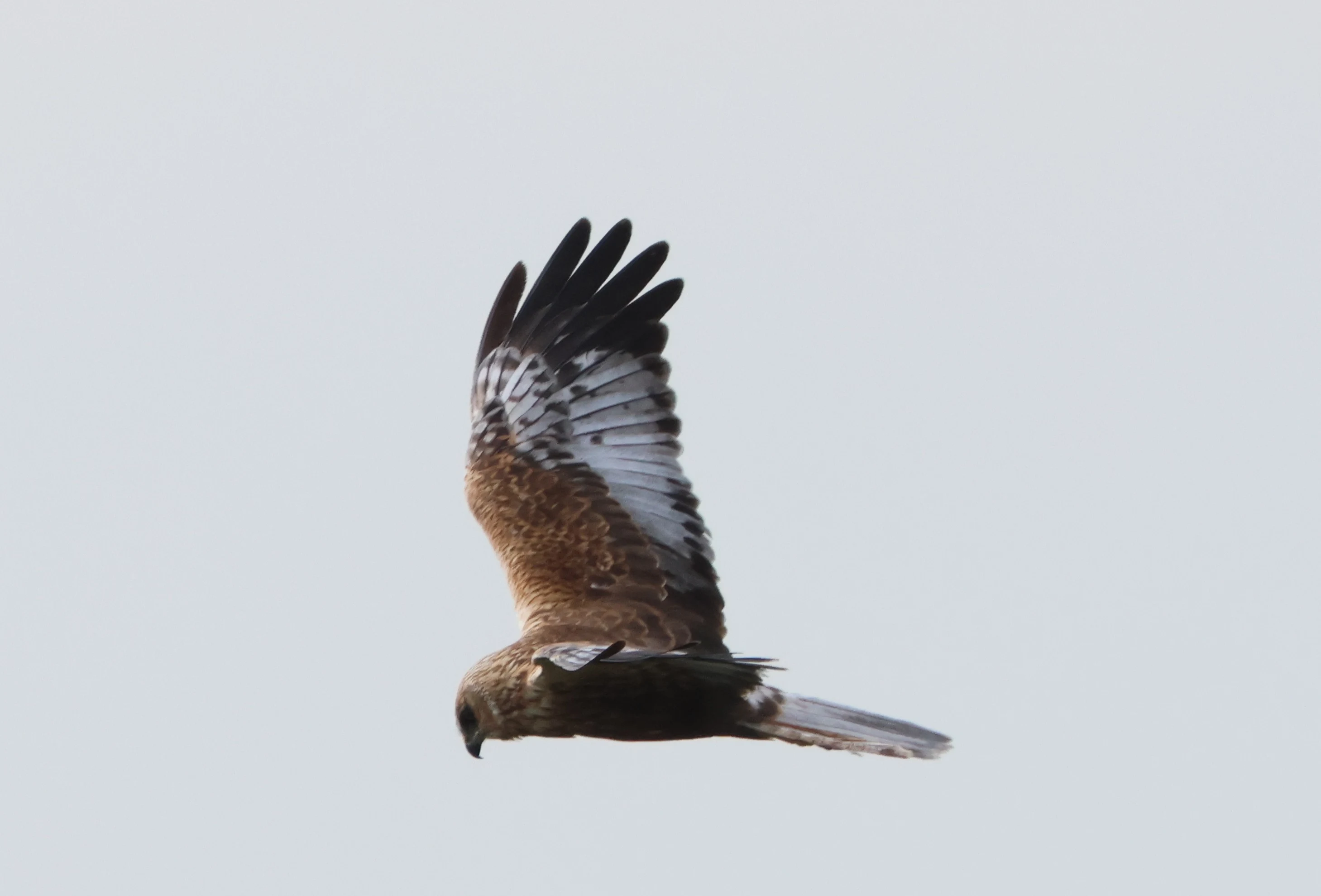 Marsh harrier, Ham Wall, Glastonbury, Somerset, UK — photo by Adam Prugel-Bennett