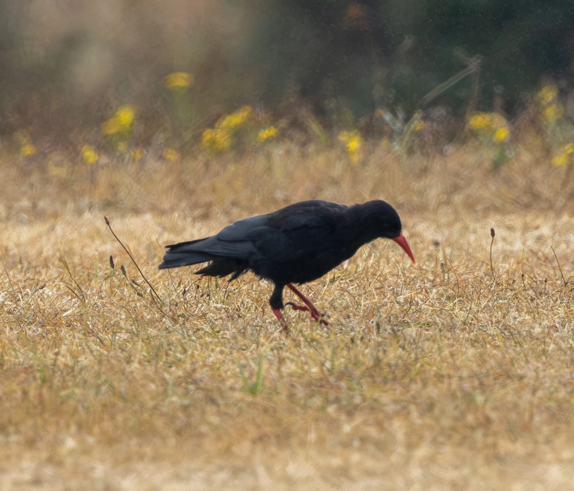 Red-billed Chough, Porthgwarra, Cornwall, UK — photo by Adam Prugel-Bennett
