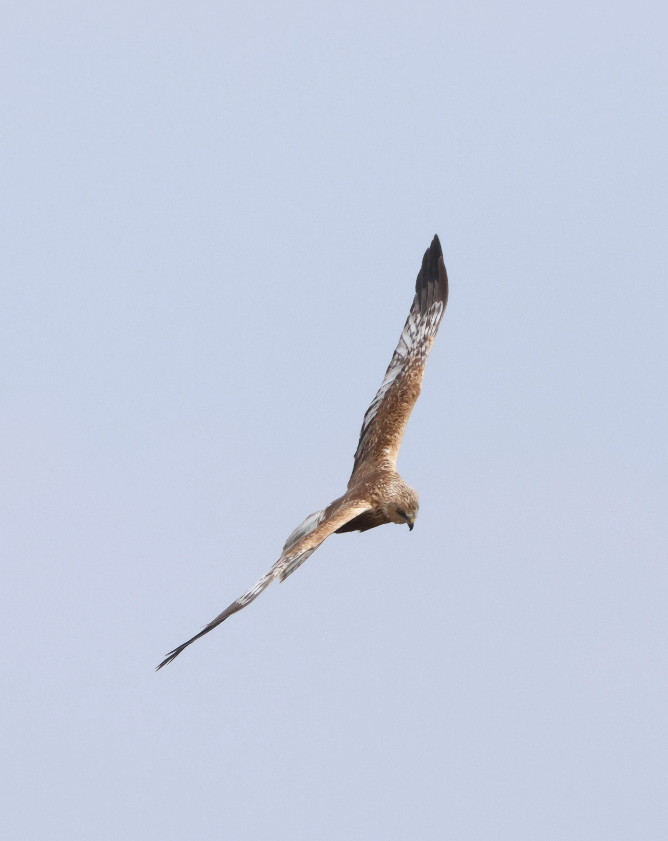 Marsh harrier, Ham Wall, Glastonbury, Somerset, UK — photo by Adam Prugel-Bennett