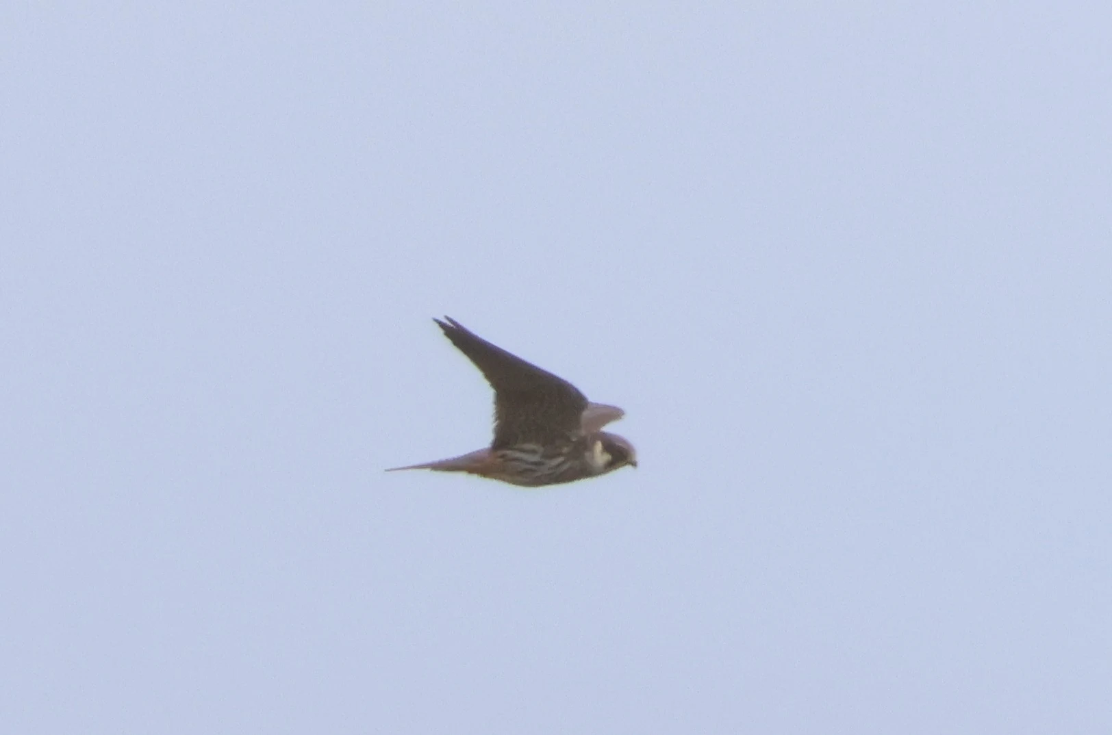 Hobby, Ham Wall, Glastonbury, Somerset, UK — photo by Adam Prugel-Bennett