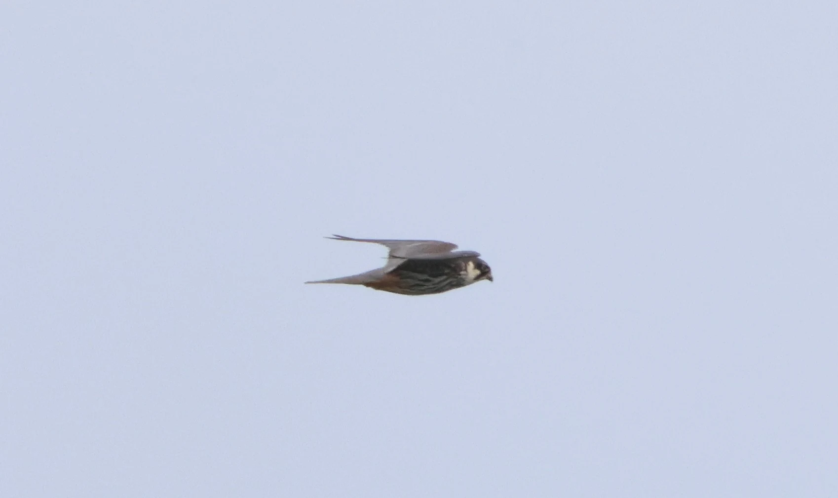 Hobby, Ham Wall, Glastonbury, Somerset, UK — photo by Adam Prugel-Bennett