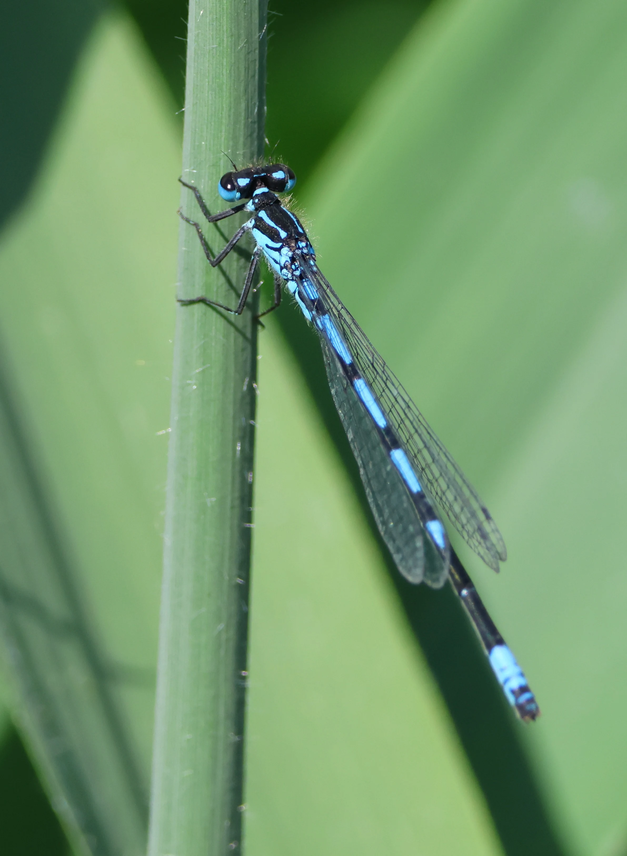 Variable Damselfly, Ham Wall, Glastonbury, Somerset, UK — photo by Adam Prugel-Bennett