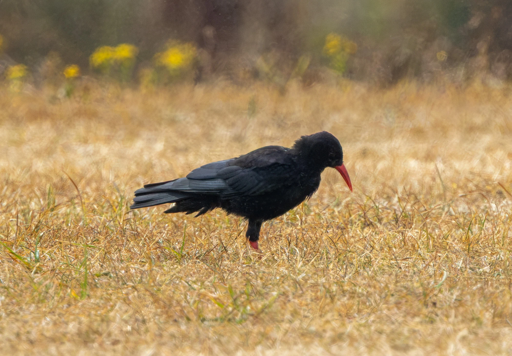 Red-billed Chough, Porthgwarra, Cornwall, UK — photo by Adam Prugel-Bennett